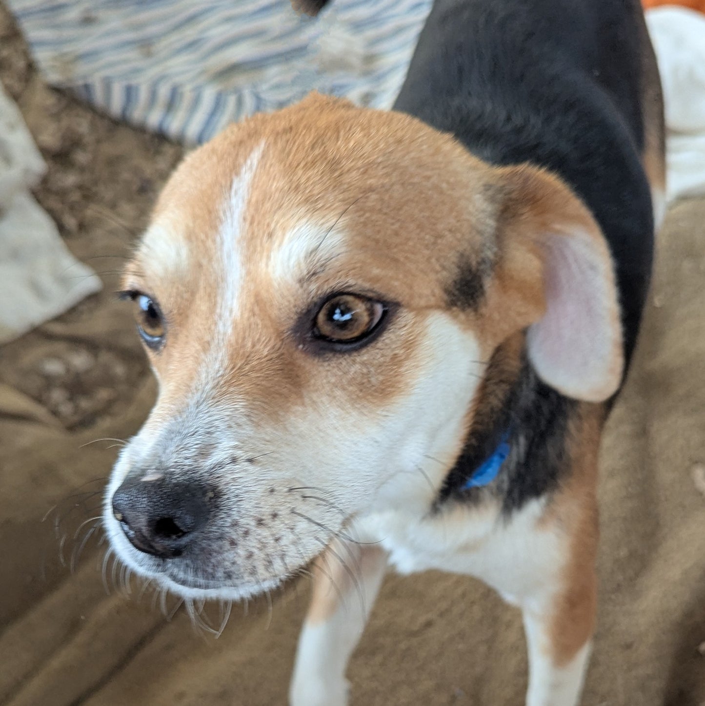 Nikis (Cosby for Janice)