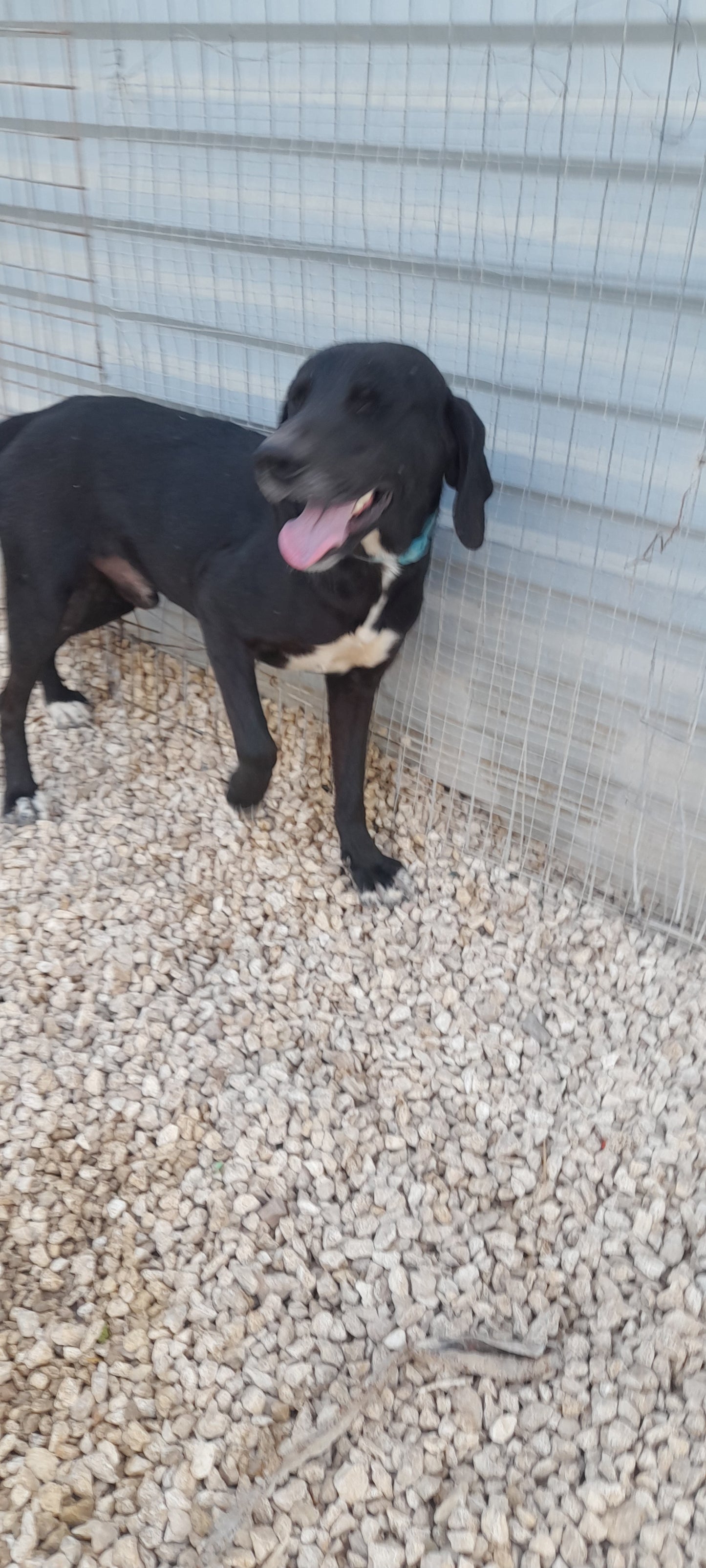 Gregory