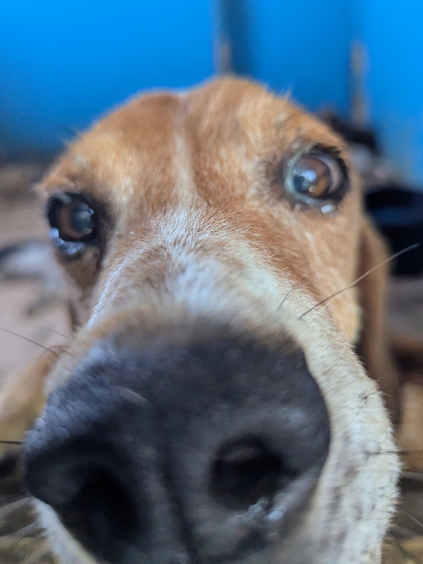 Gustav