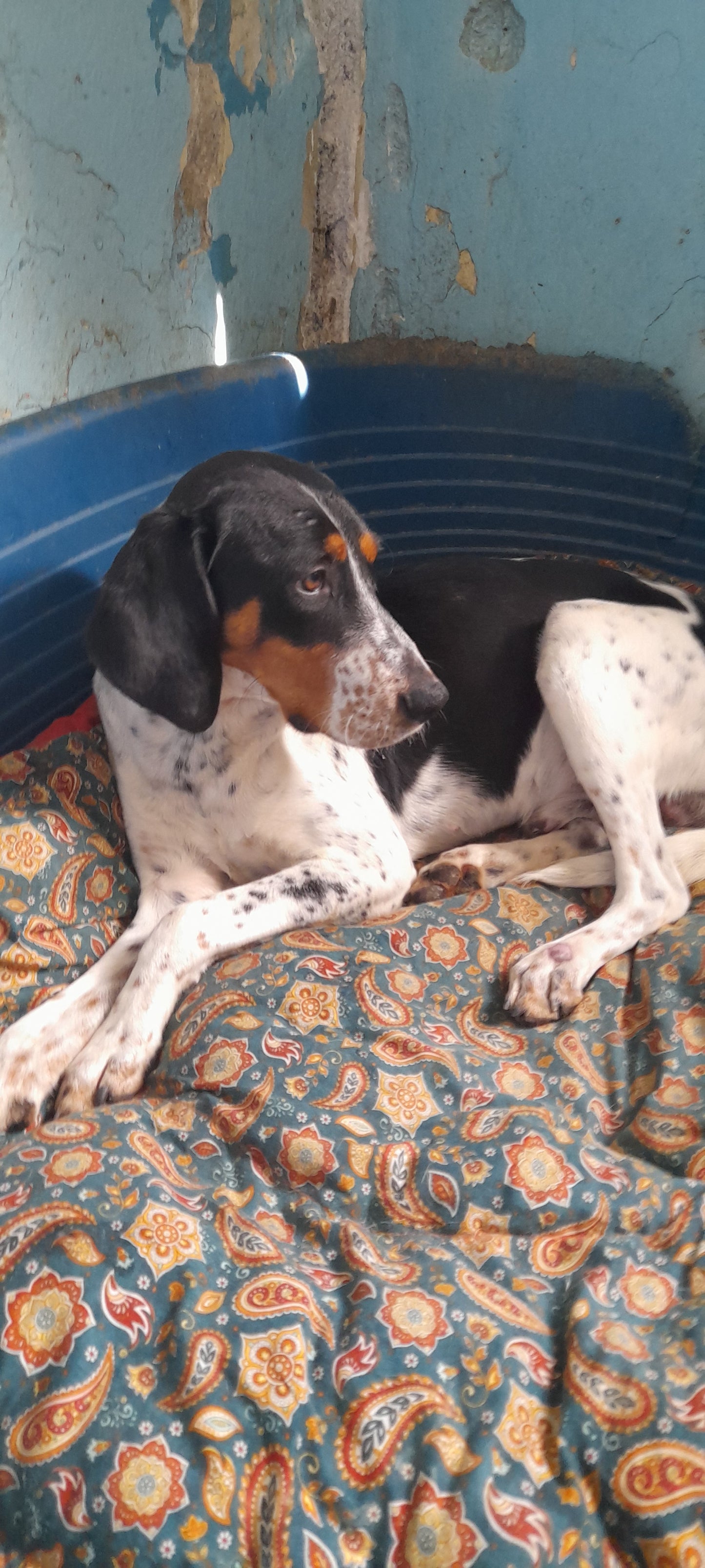 Massimo (originally Holy)