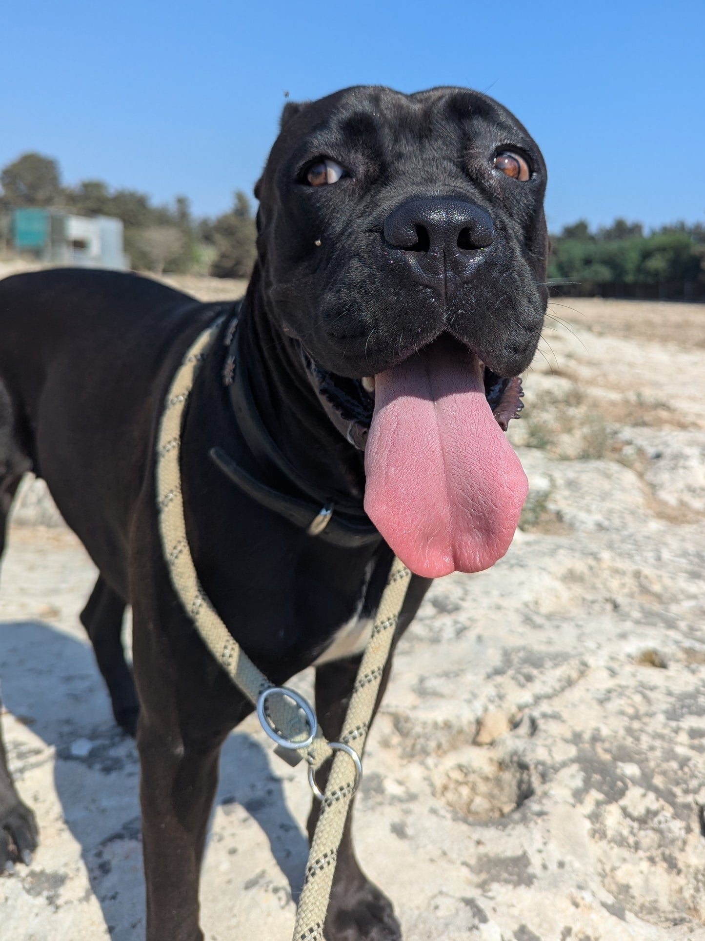 Bella