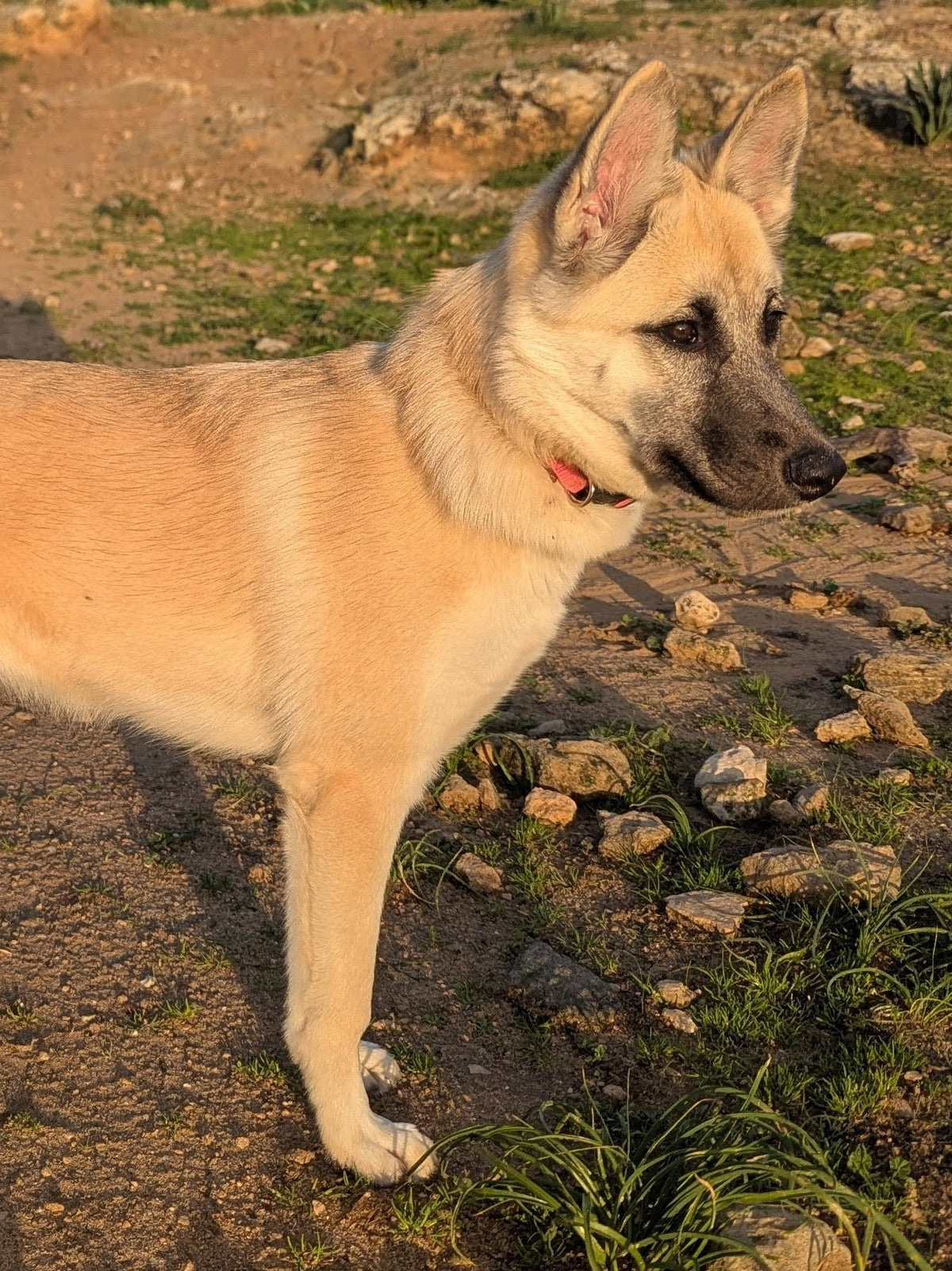 Inka