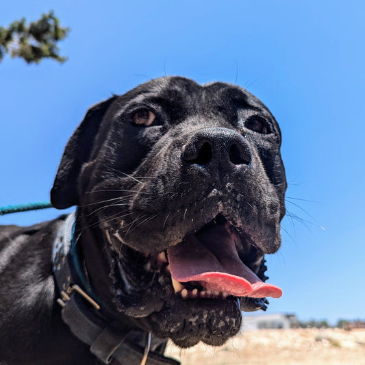 Baskerville (Damien for Claire)