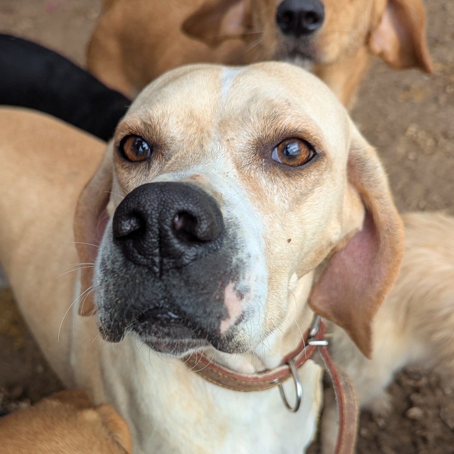 Snubby (Celine for Janice