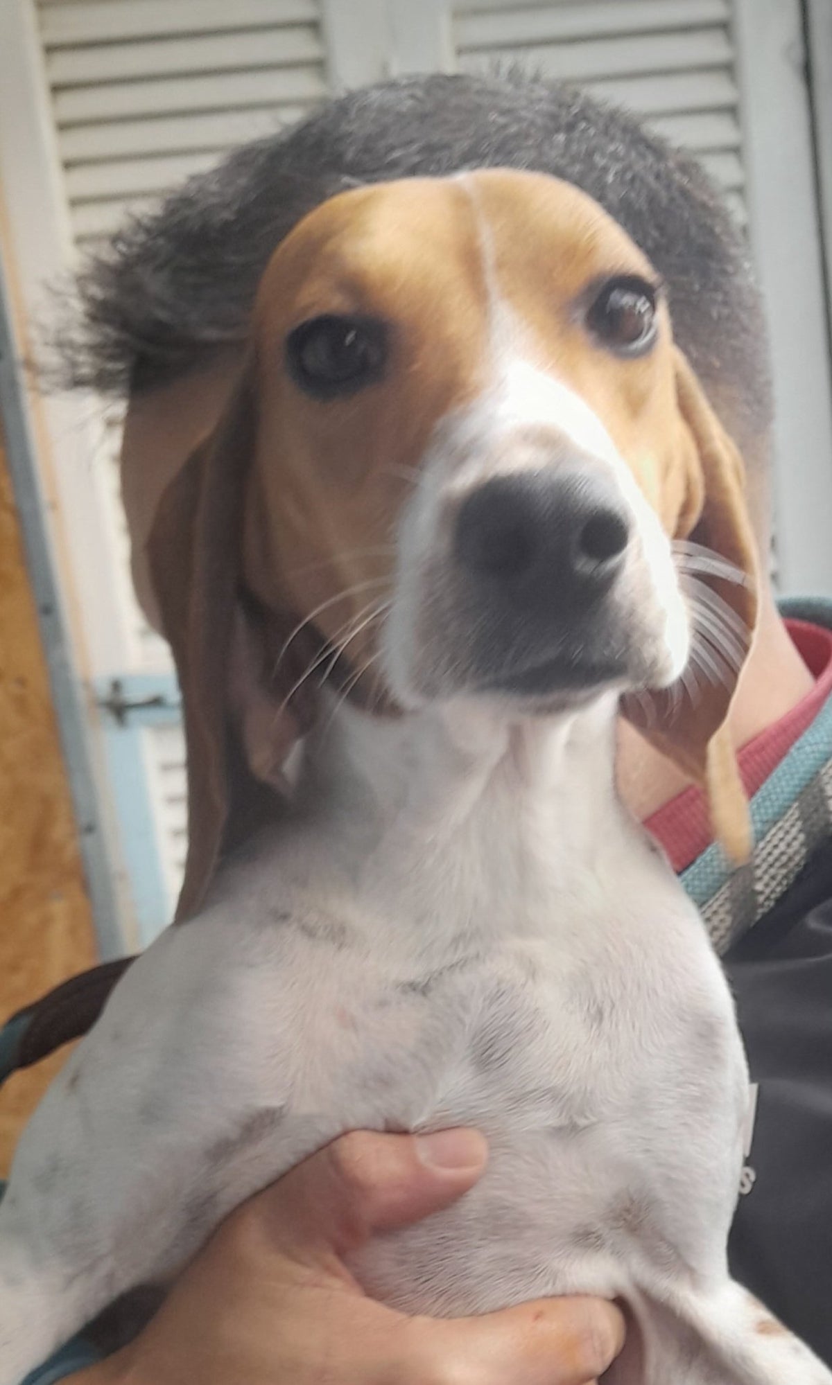 Daphne (Laura)
