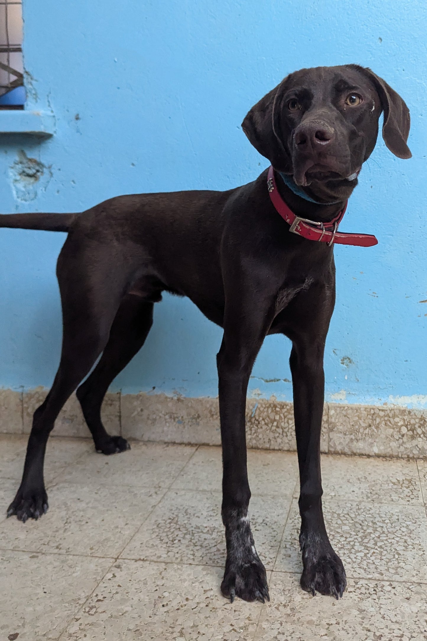 Goran (Lucky for rescuer)