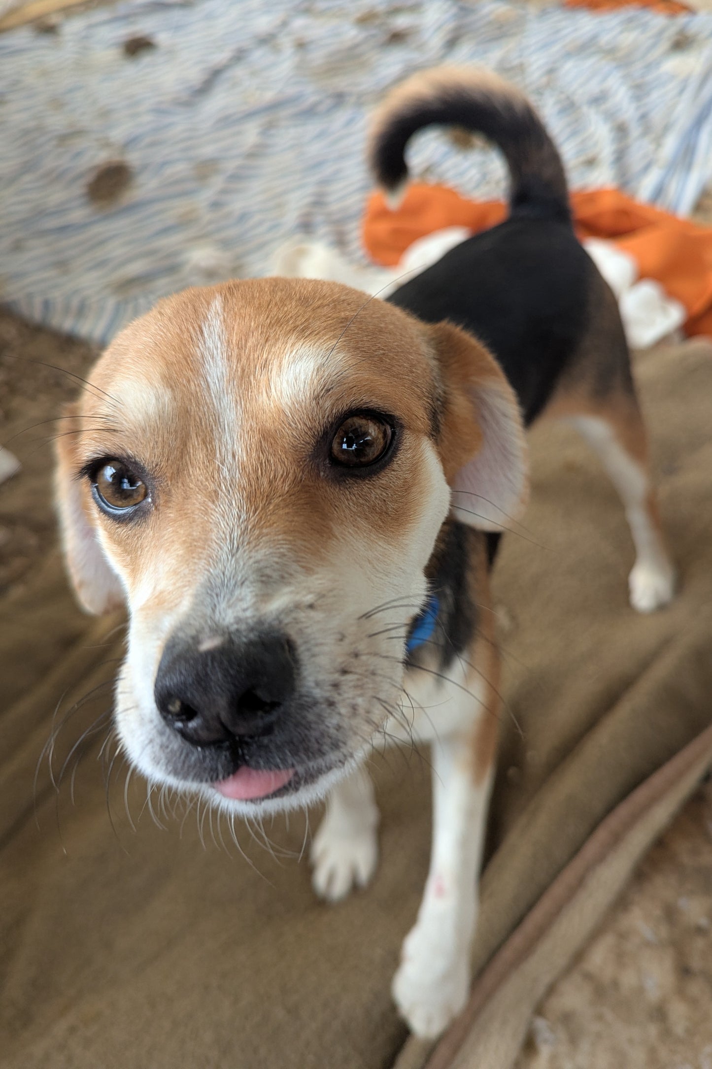 Nikis (Cosby for Janice)