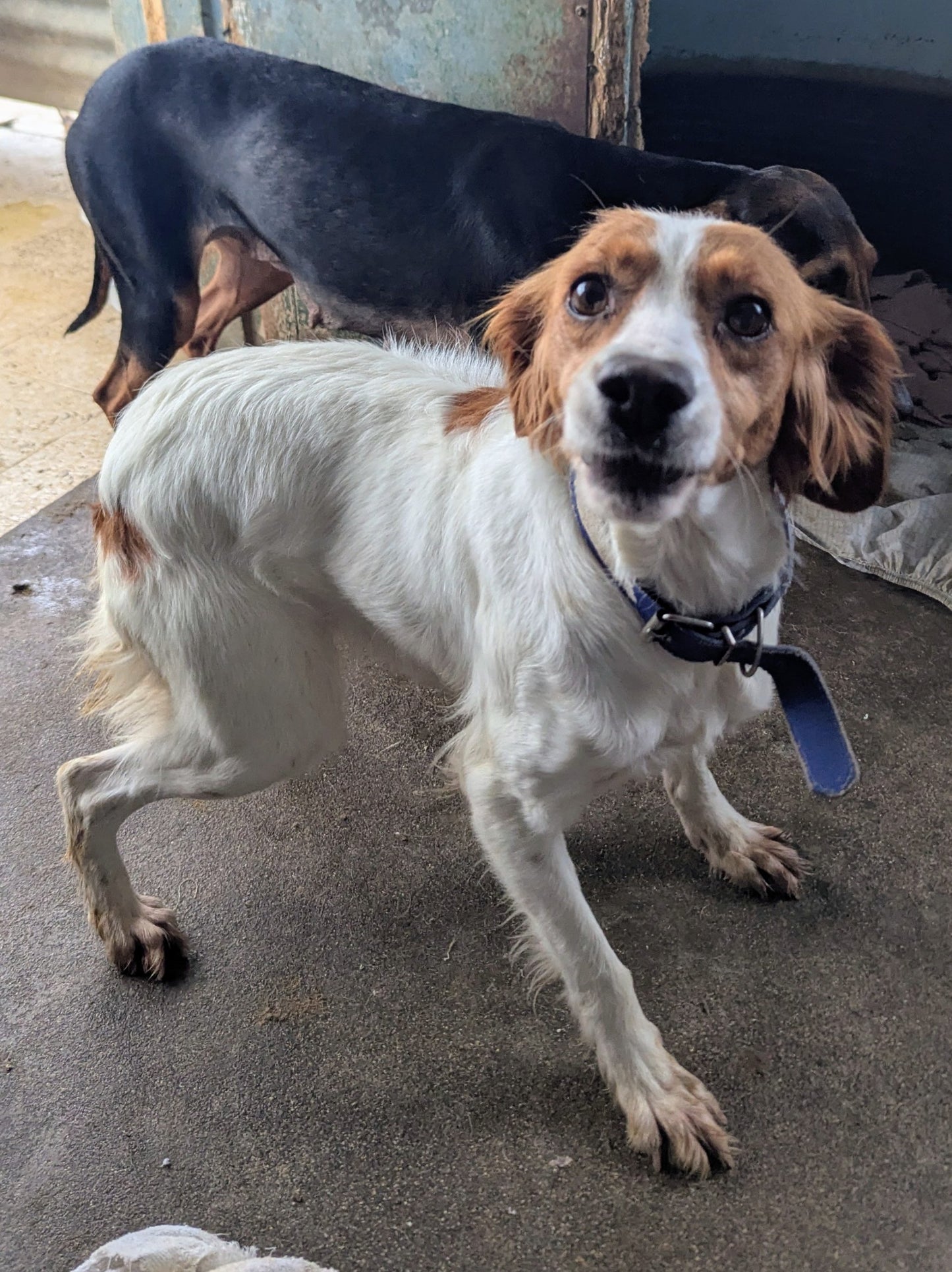 Iris