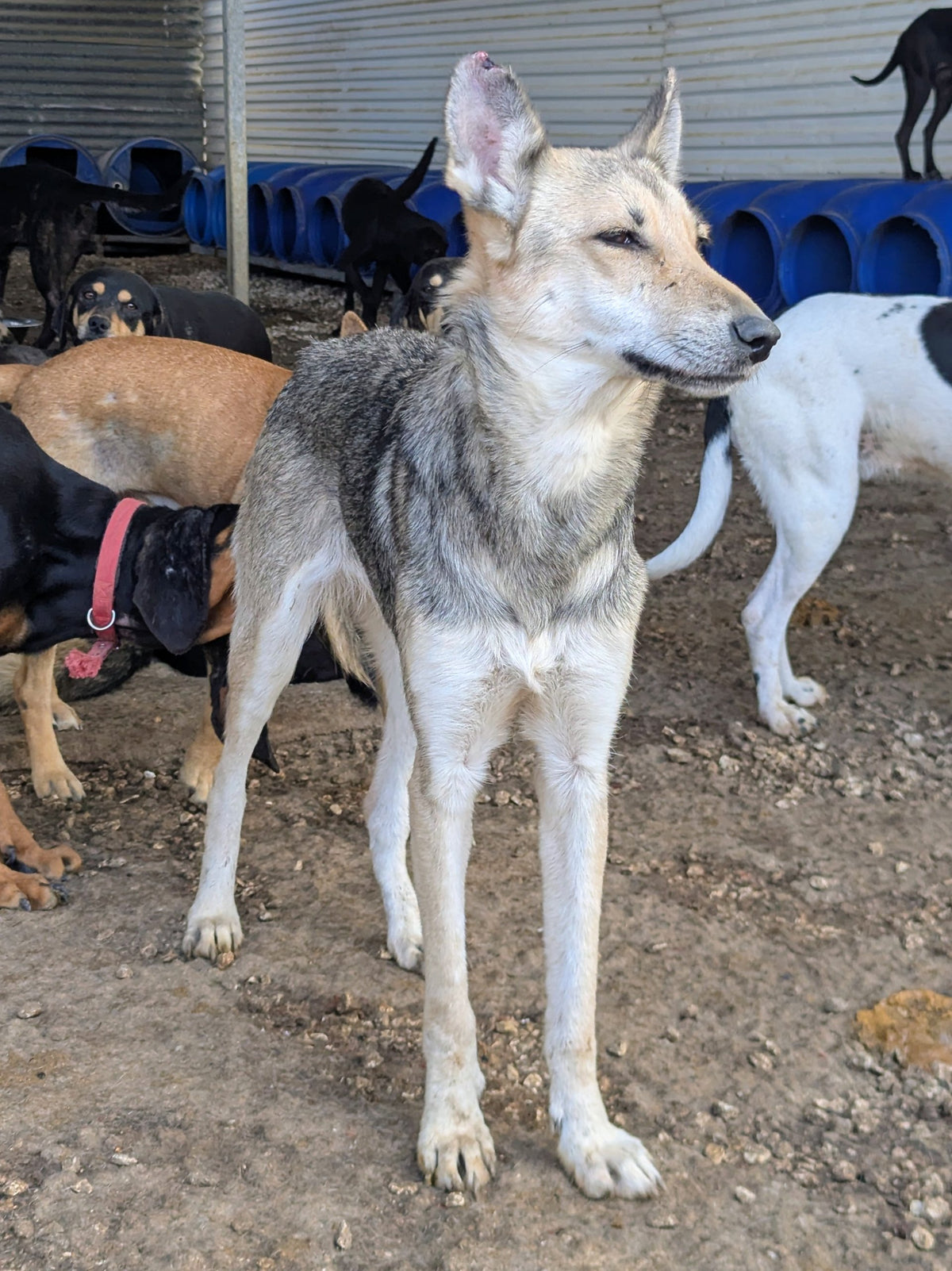 Fuji (originally Woolfie)