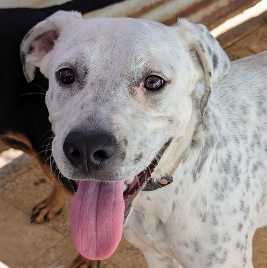 Lavanda (originally Whitey)