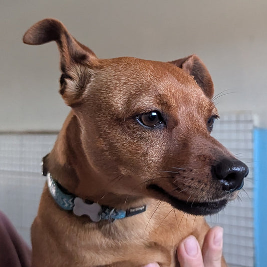 Pin (Busby for Janice)