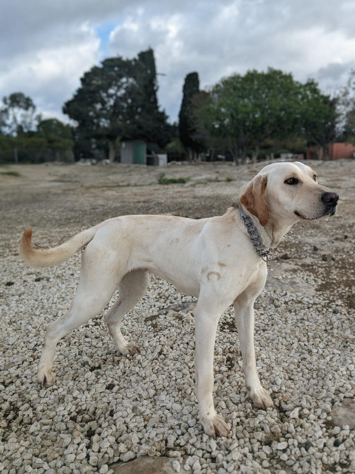 Celesta (Sophie)