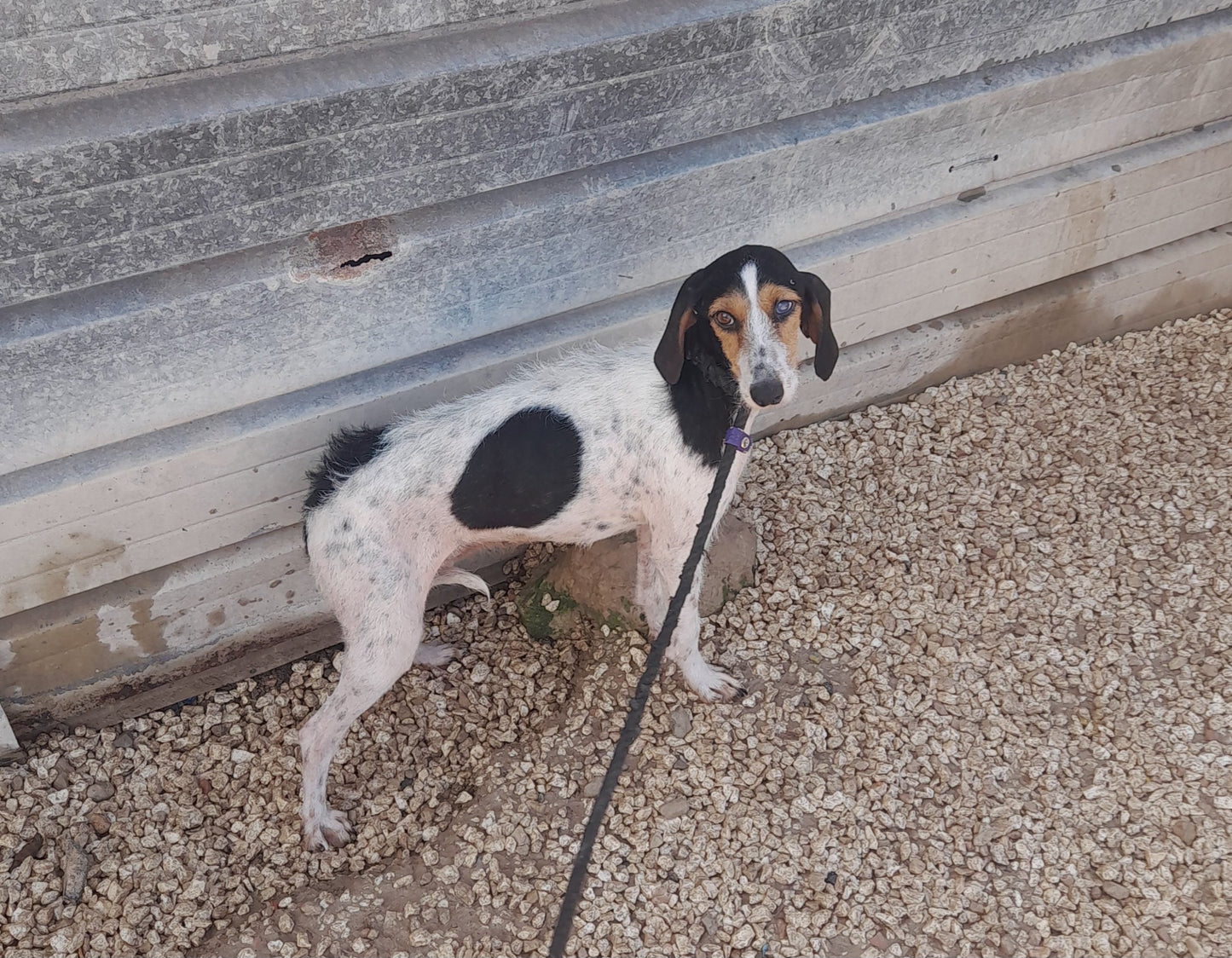 Pipa
