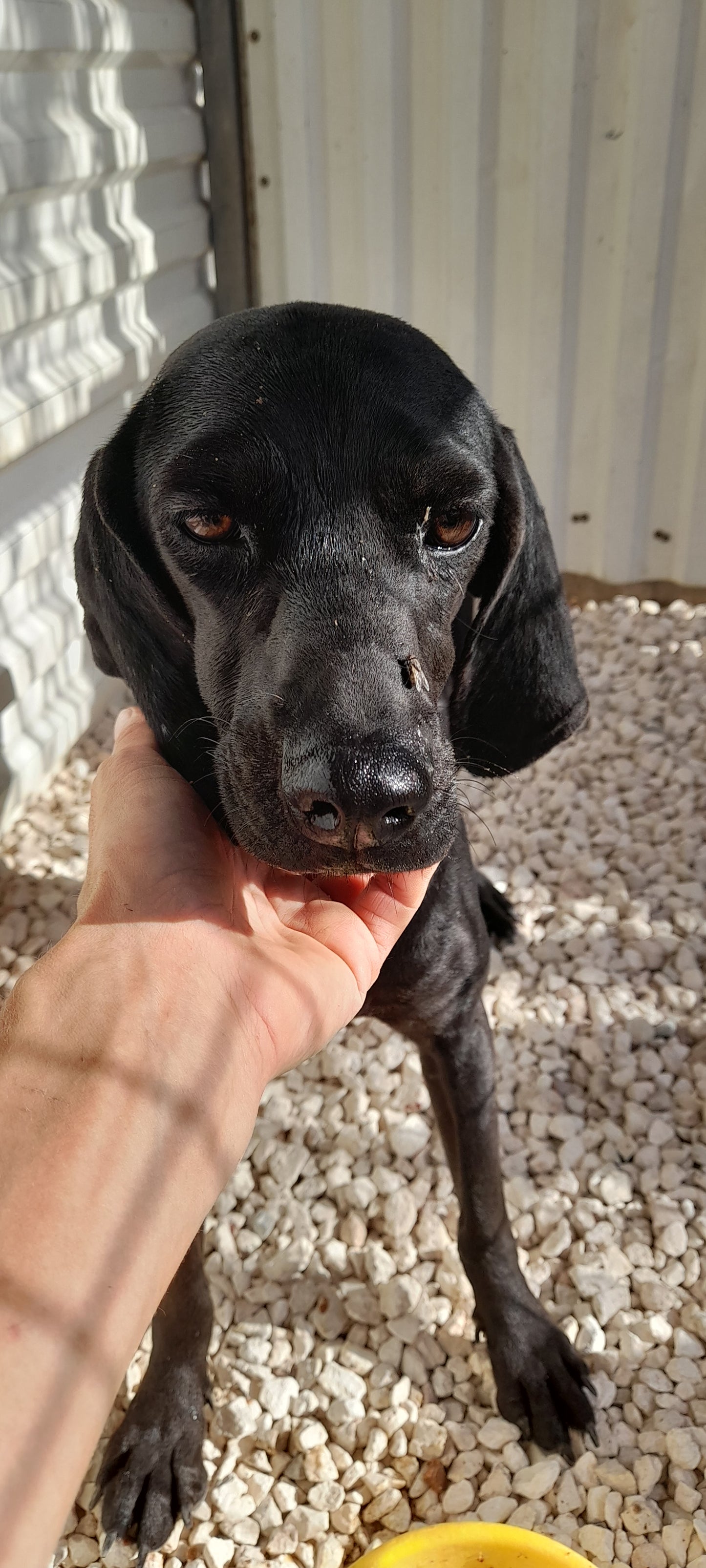 Lilly (Lily)