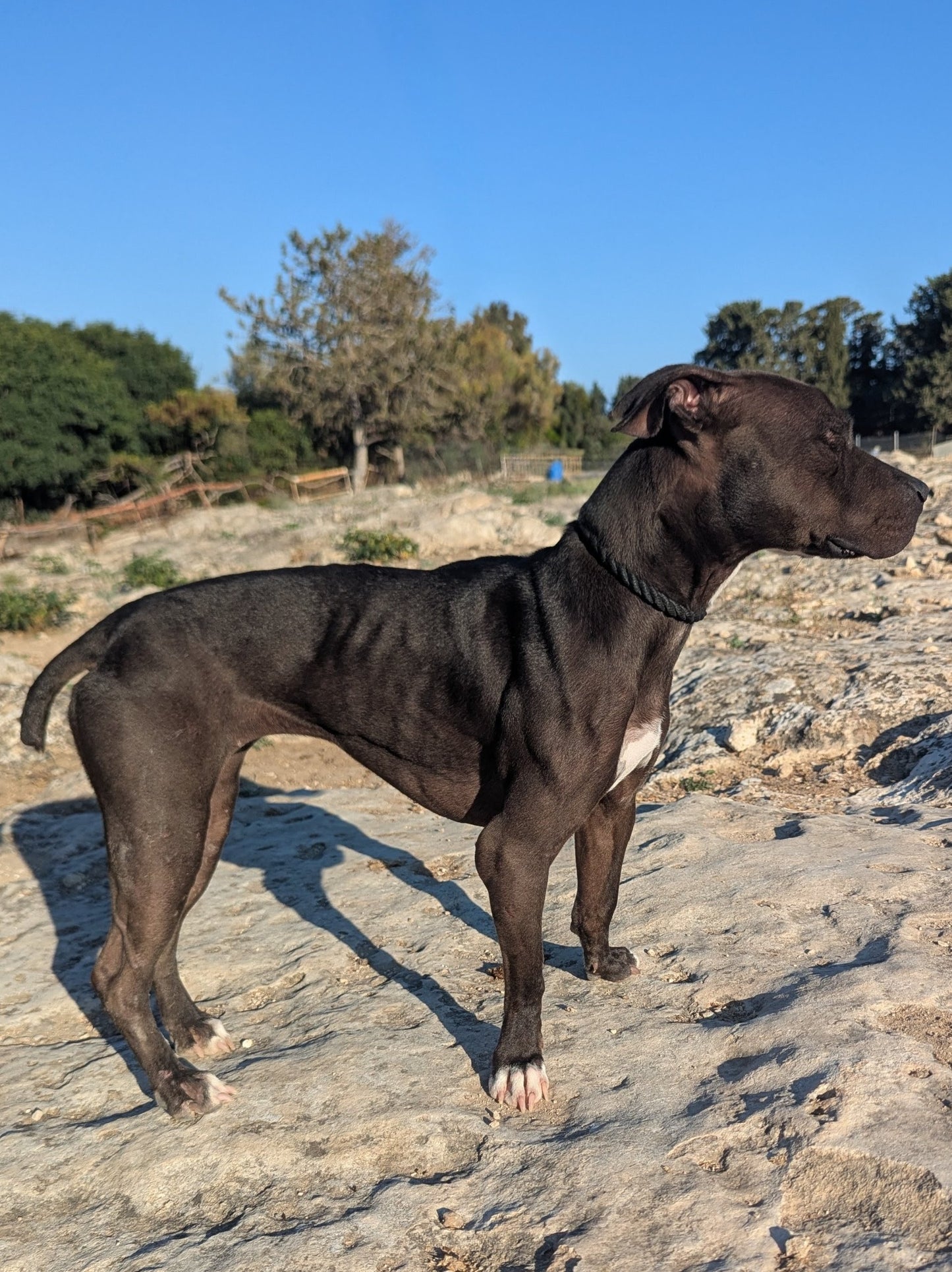 Piata