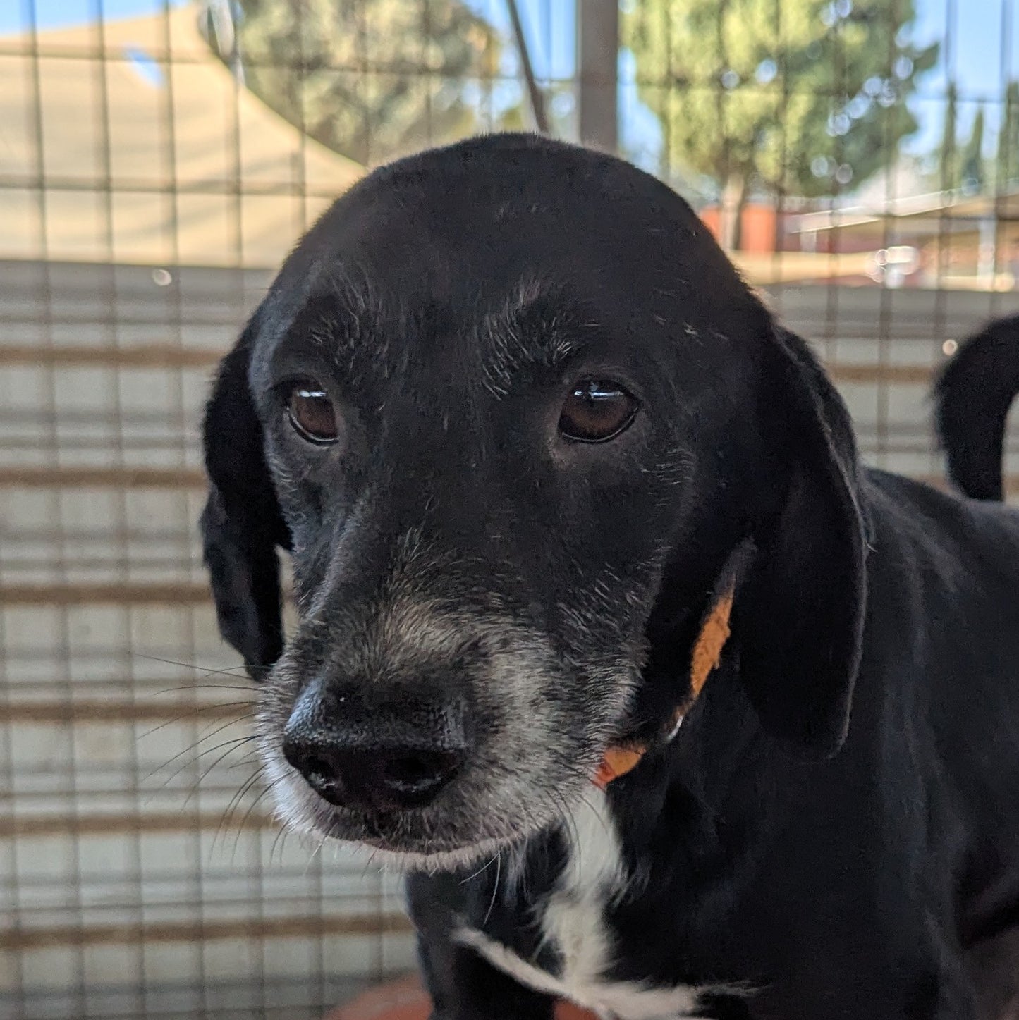 Rozi (Benji by Dawn)