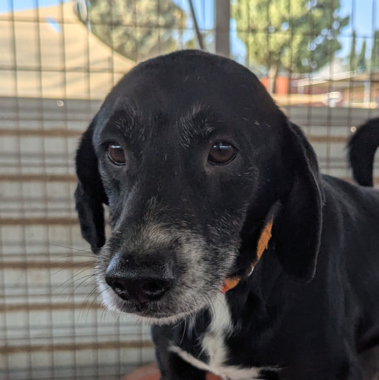 Rozi (Benji by Dawn)