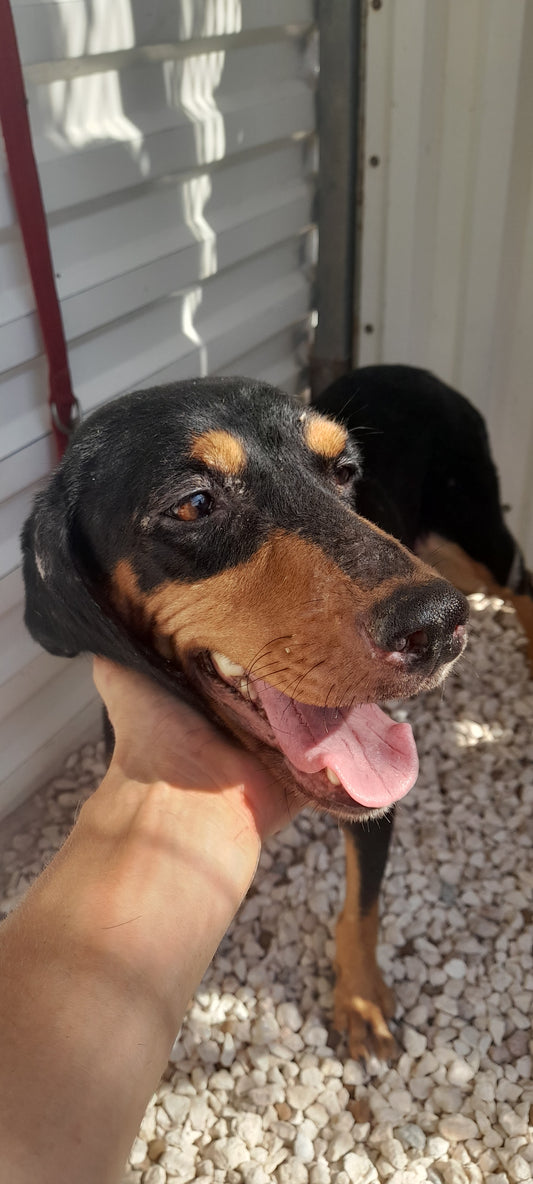 Felicitas