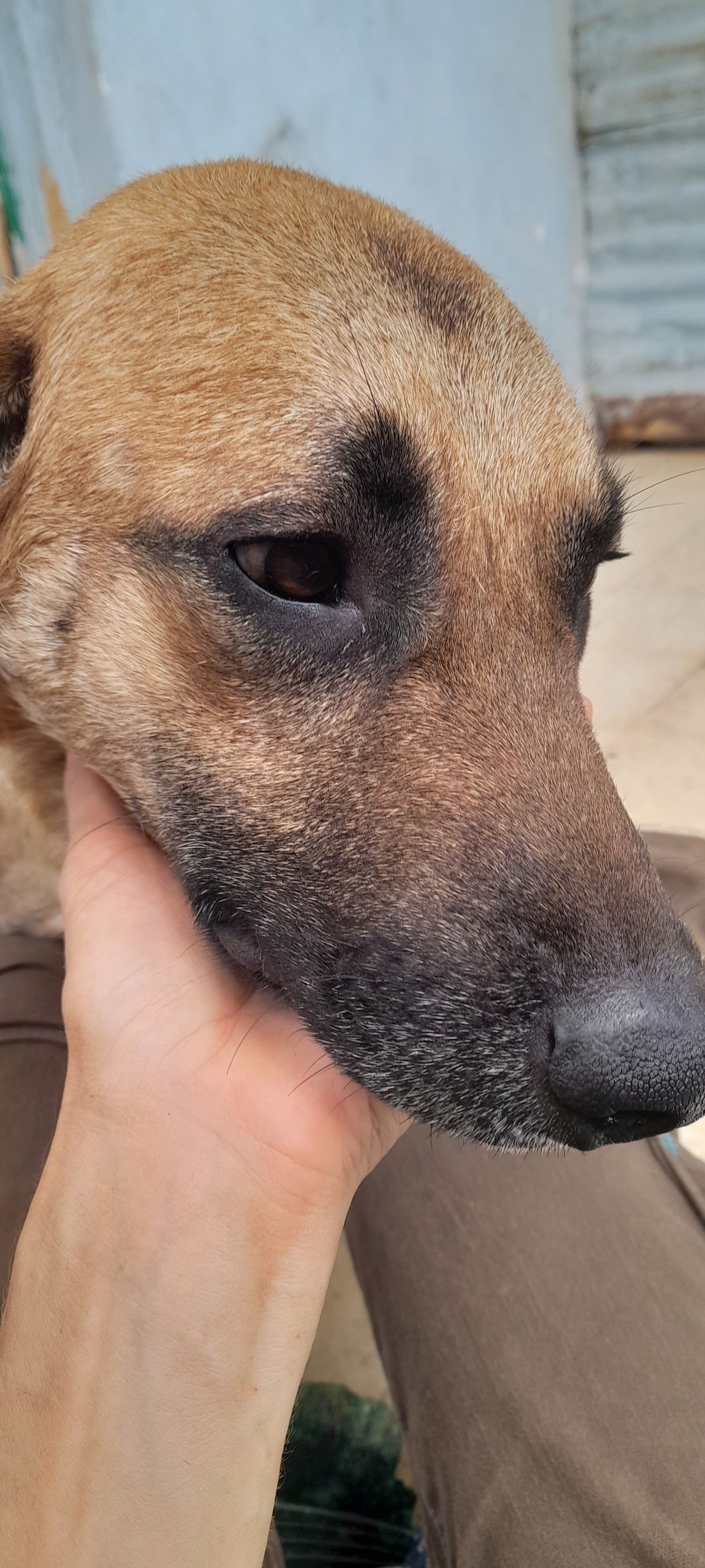 Buddy