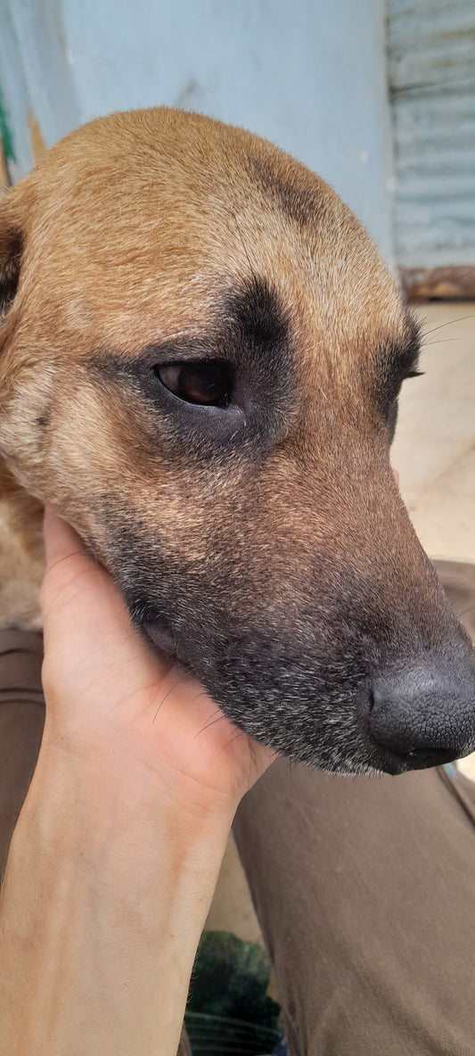 Buddy