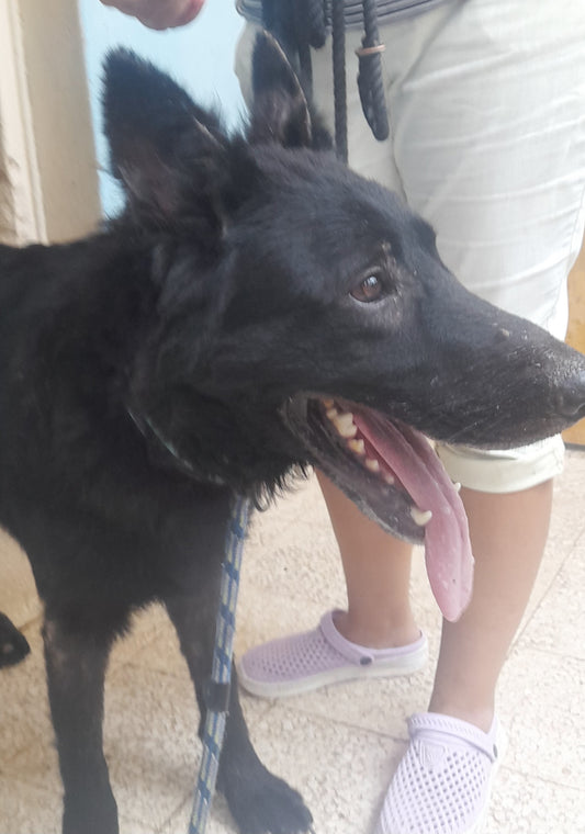 Darth Vader (Steven)