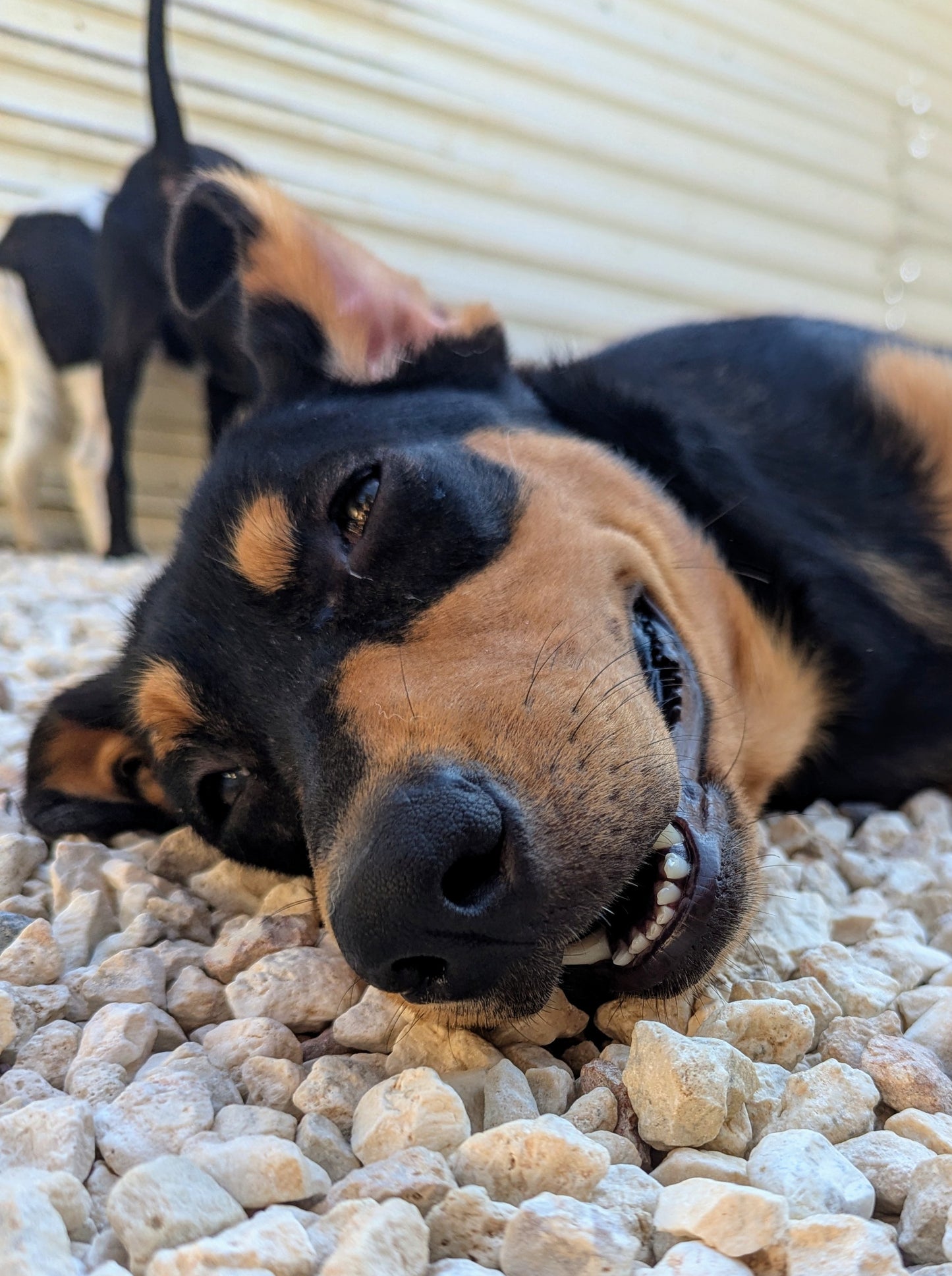 Cinnabon (Булочка)