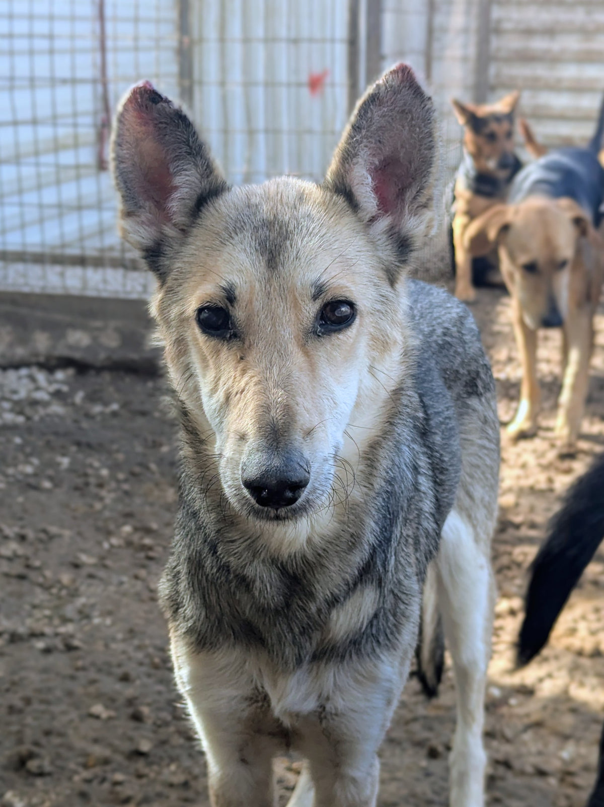 Fuji (originally Woolfie)