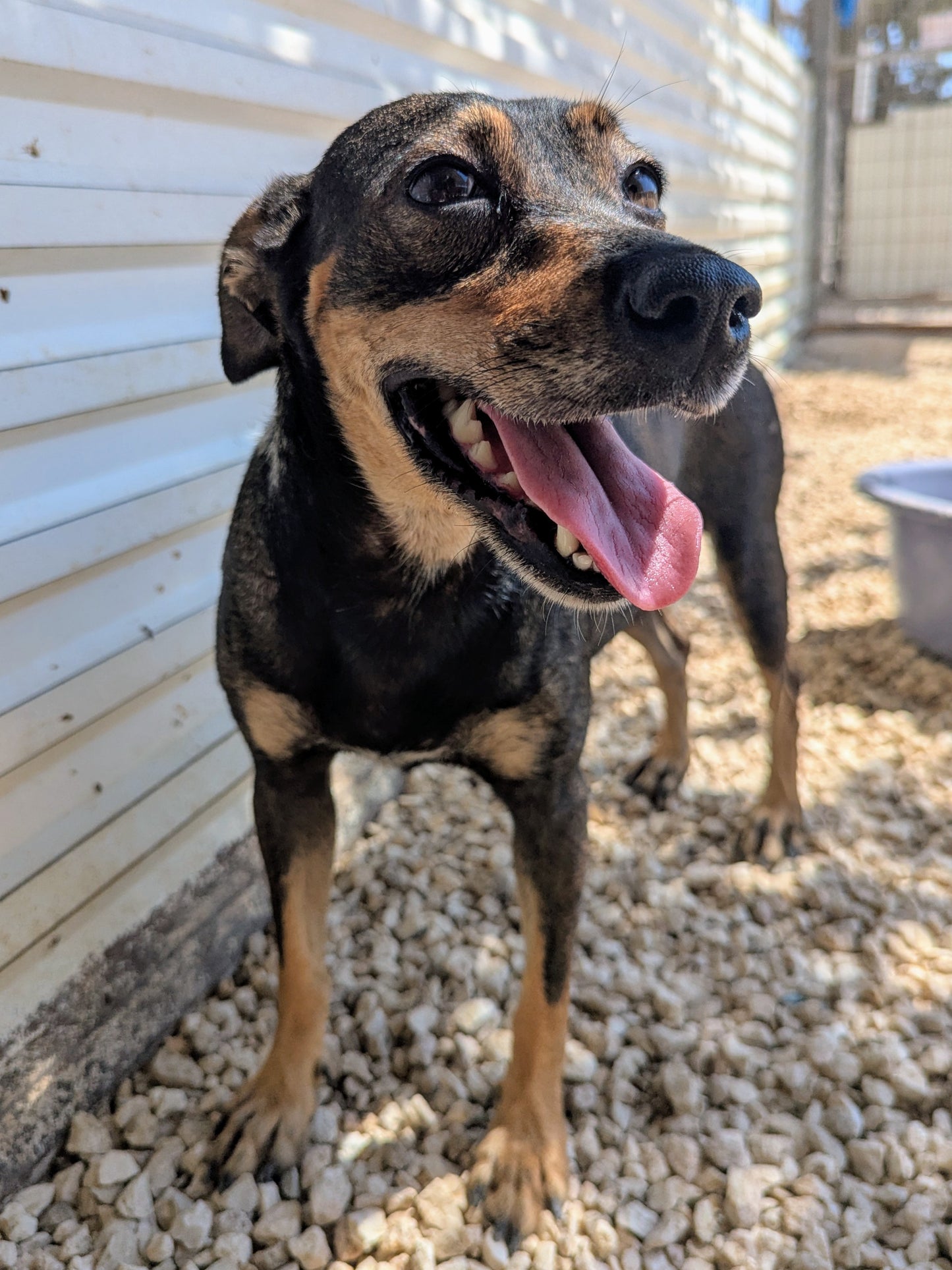 Maya