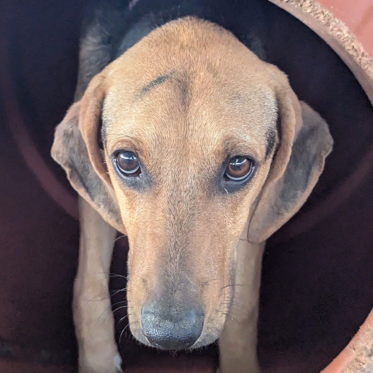 Jolie