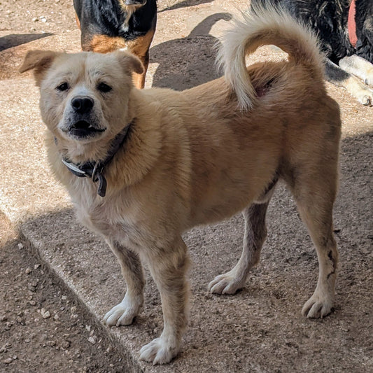 Cooper (Rocky)