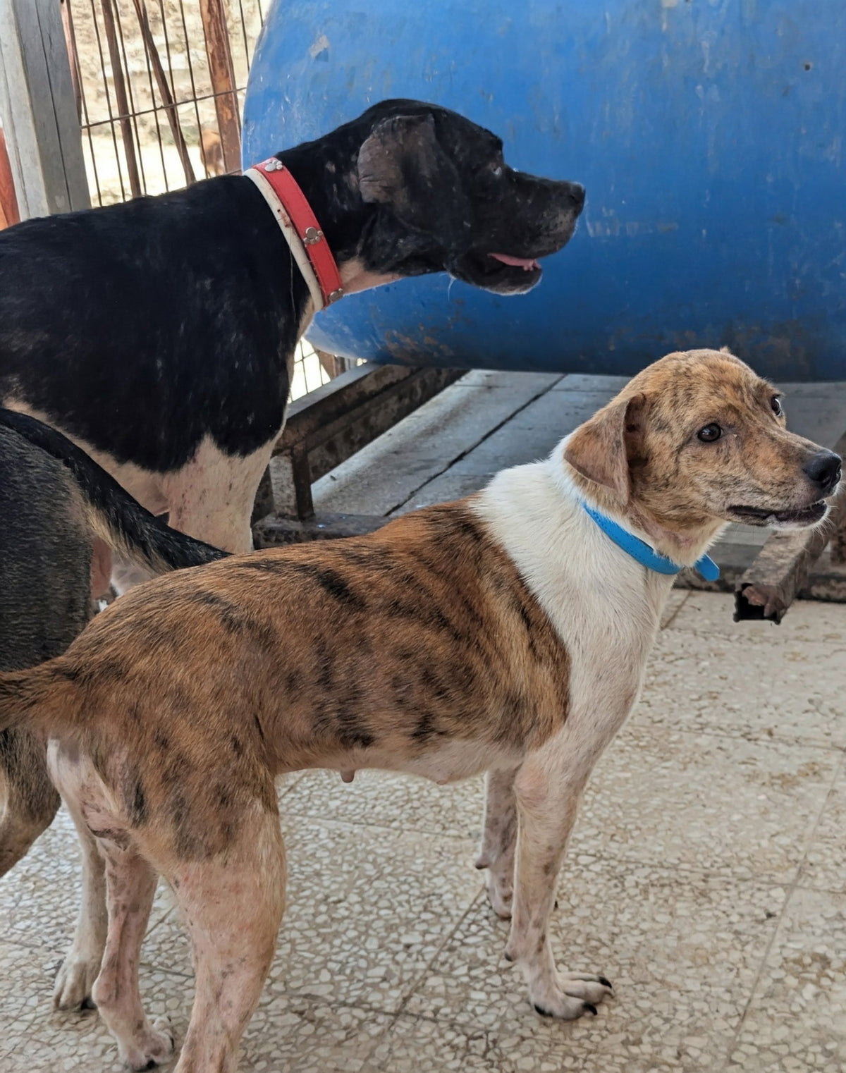 Pippi Harriet
