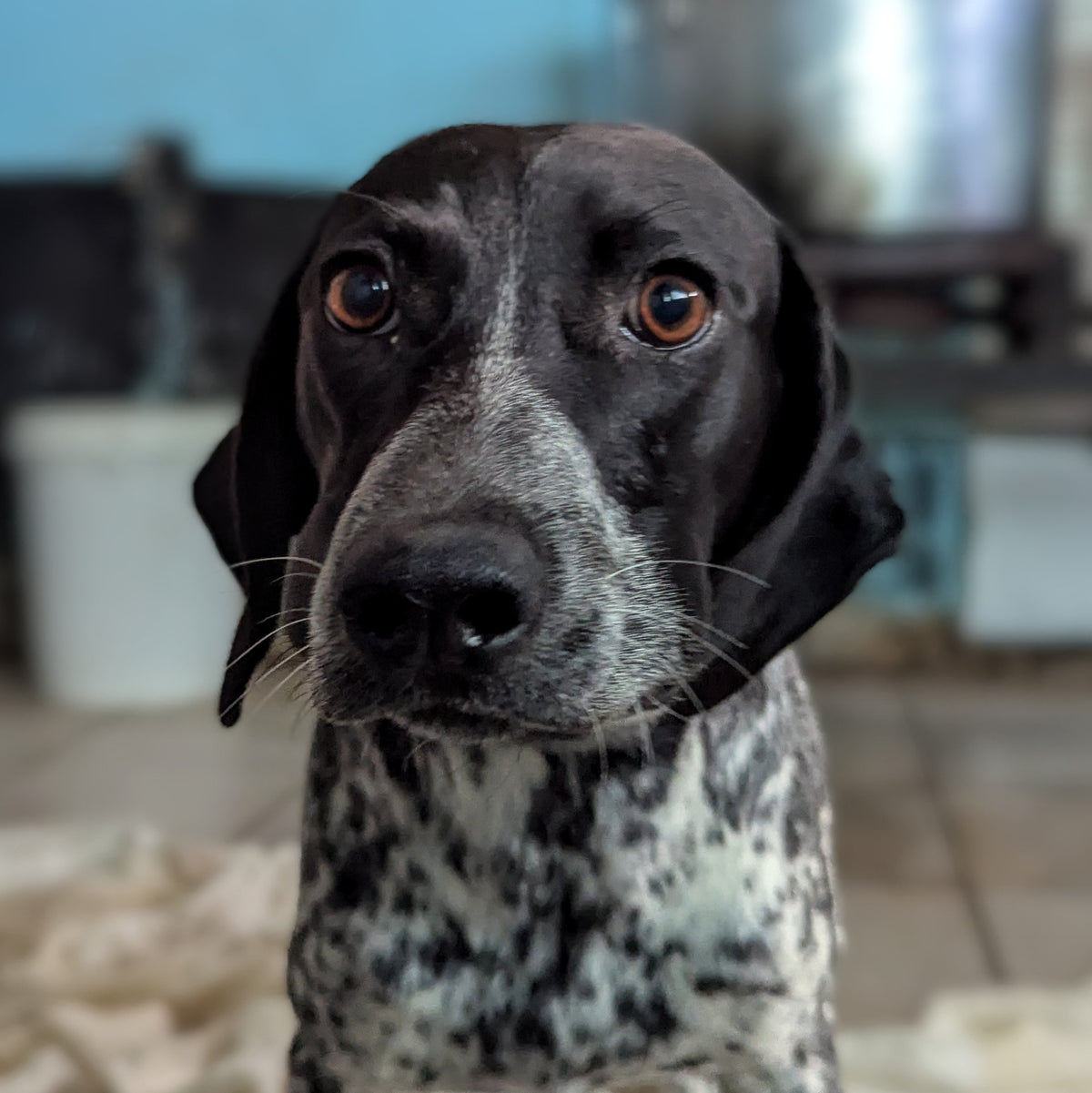 Dori