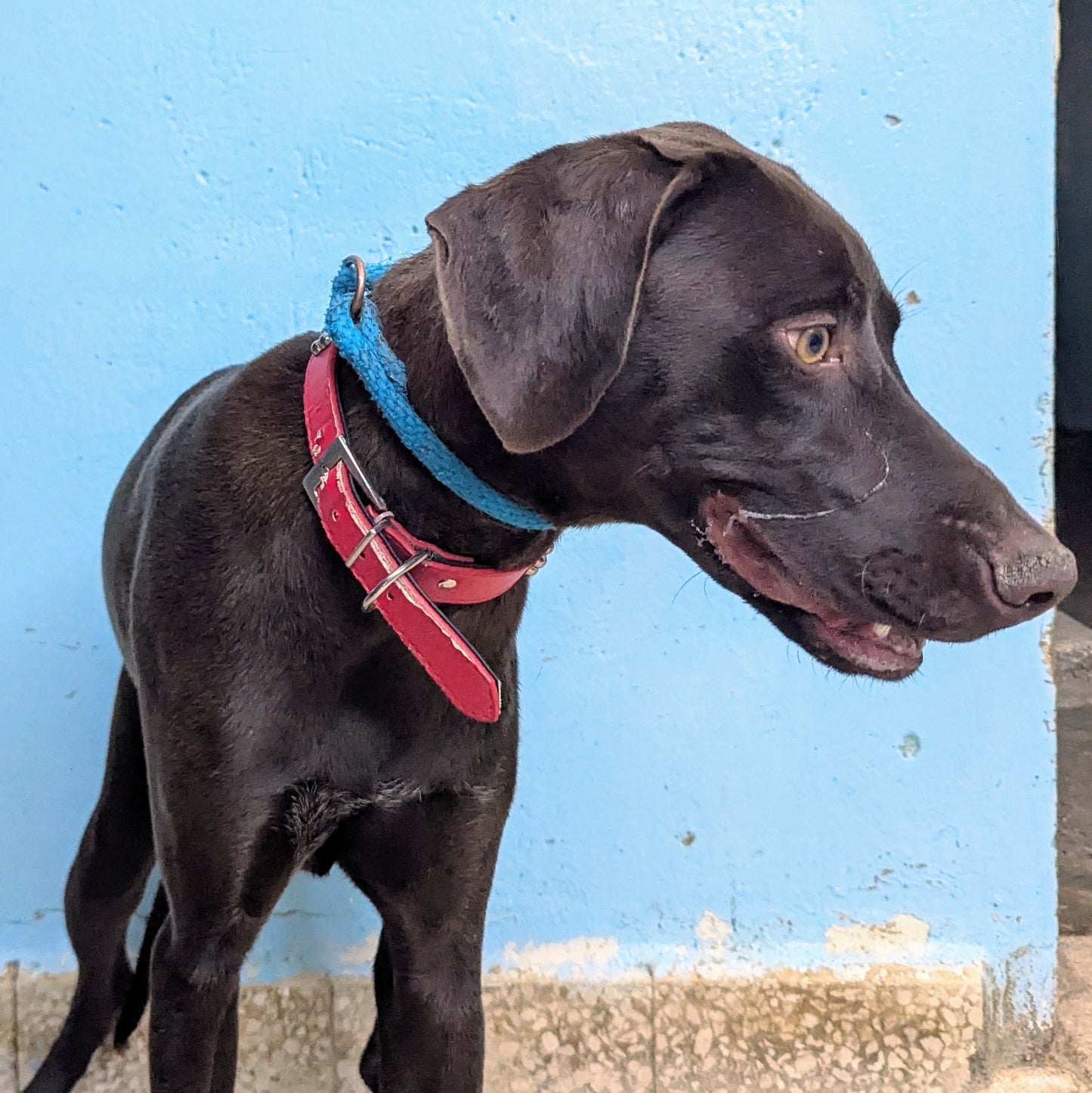 Goran (Lucky for rescuer)