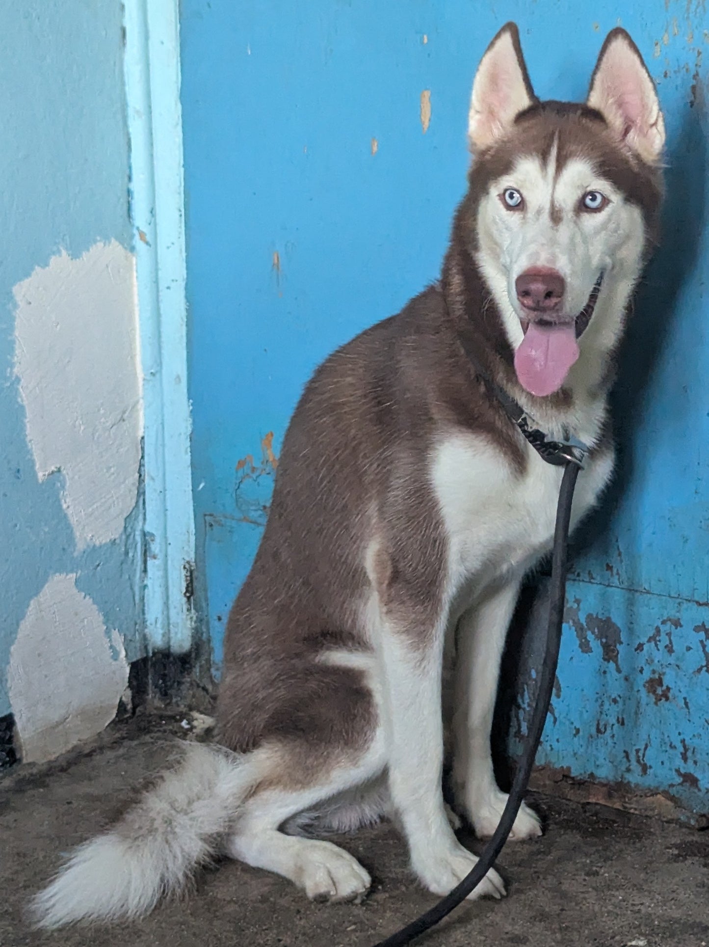 Sirius