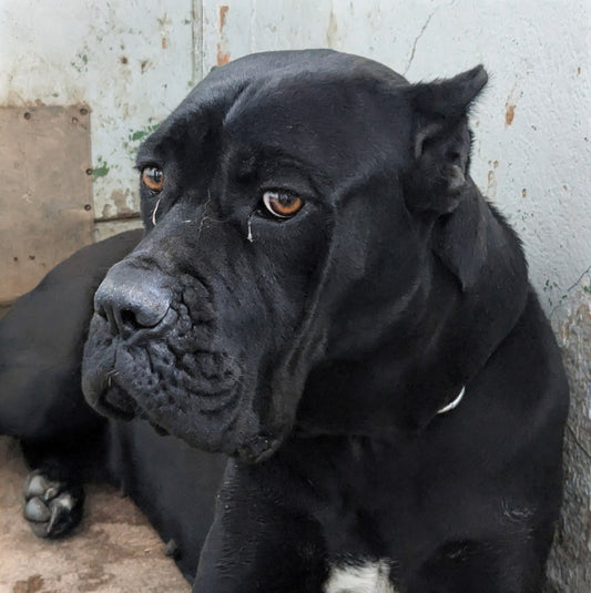 Valcetta (originally Shakira)