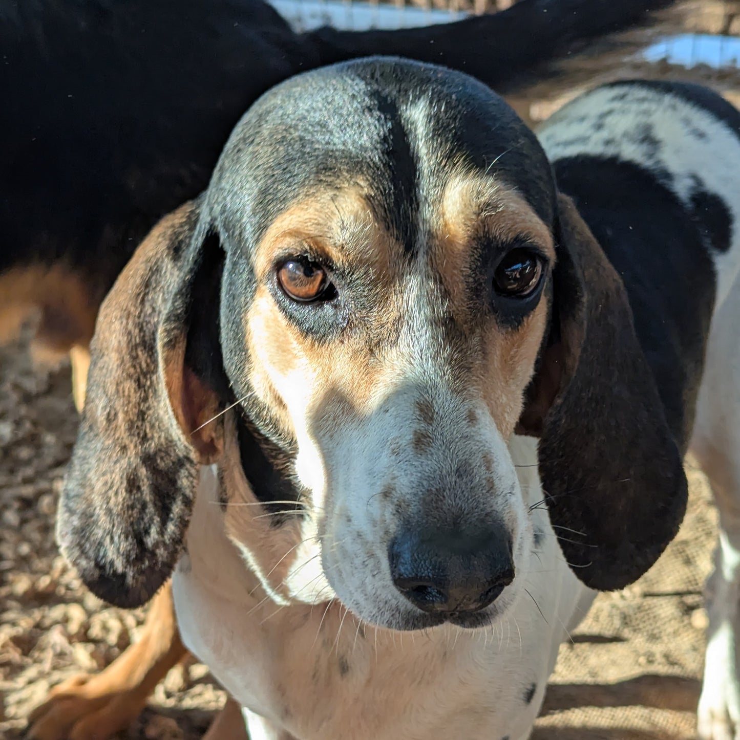 Lotta (Polly originally)