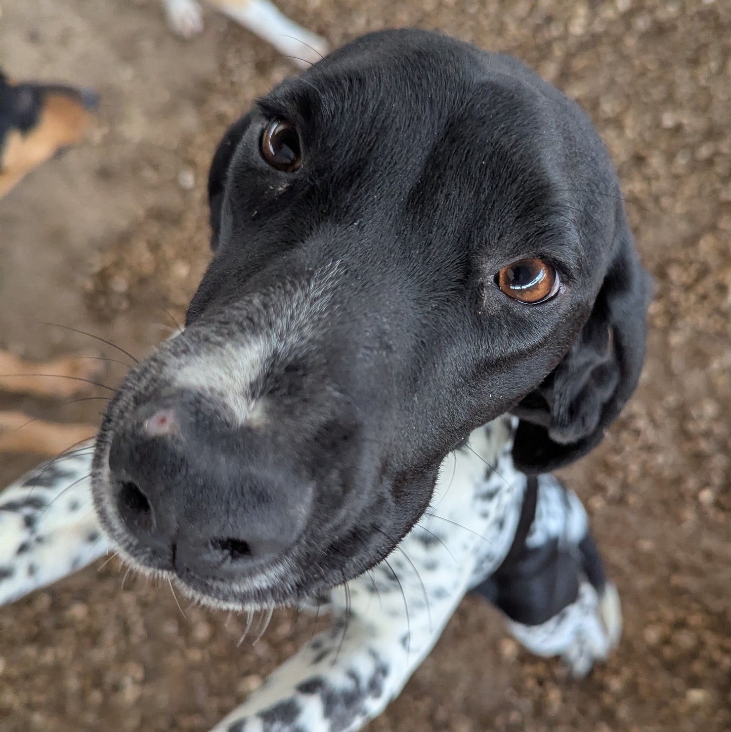 Spotty (Dotti for Jay)