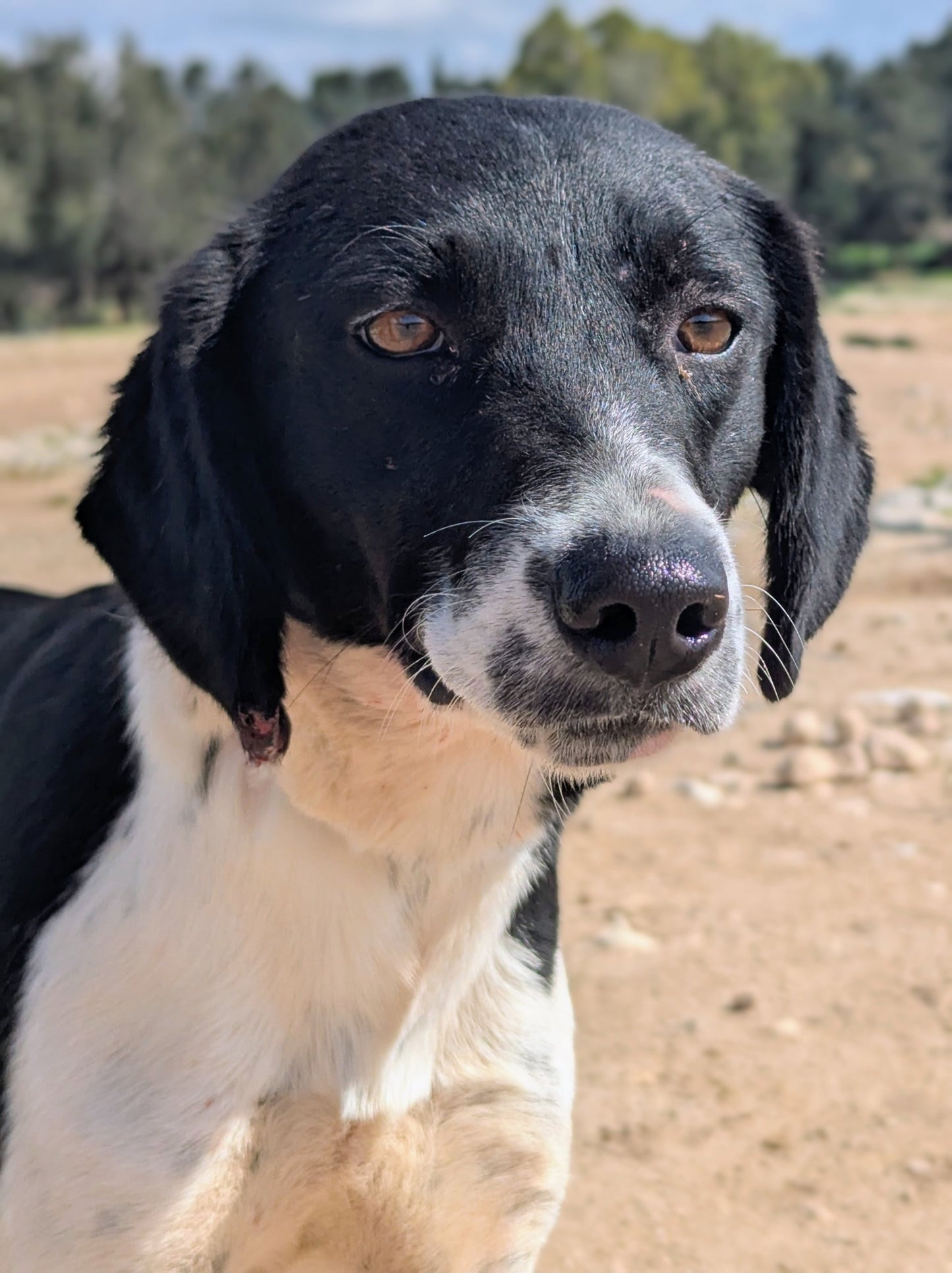 Rosie