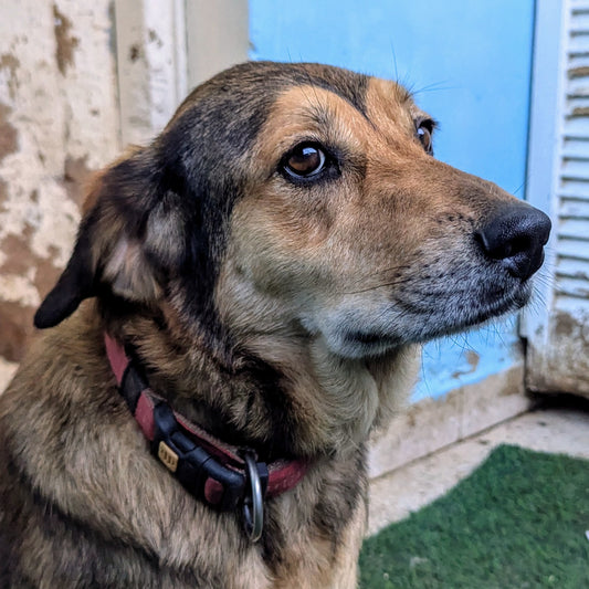 Goldy / Булочка