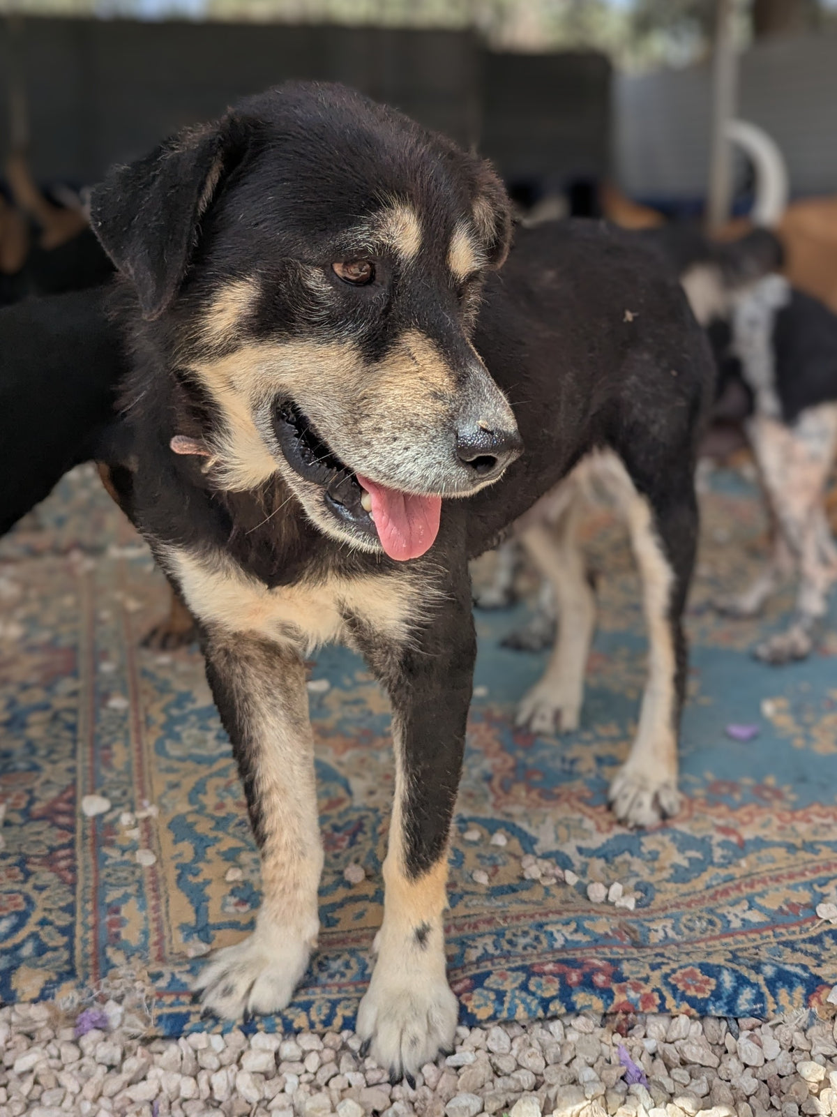 Mama Layla (Elsa)