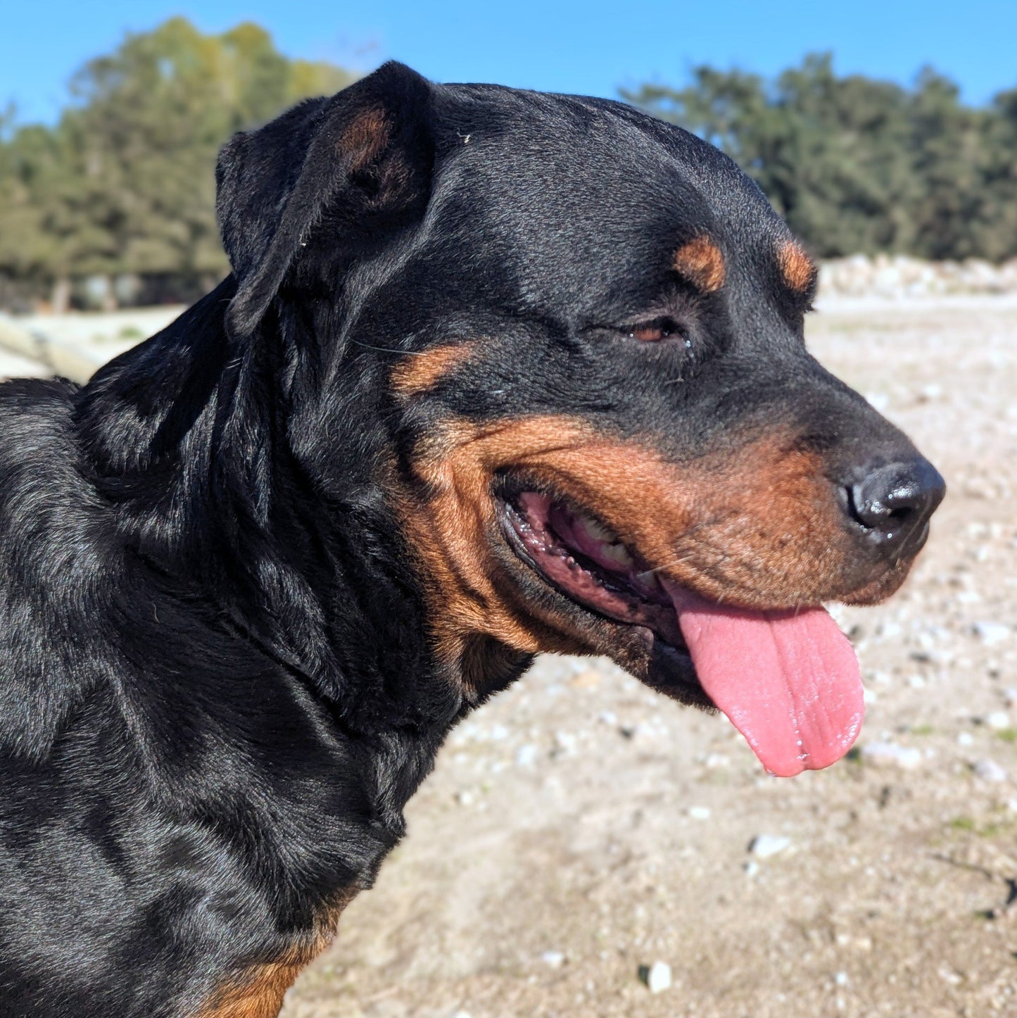Roxy