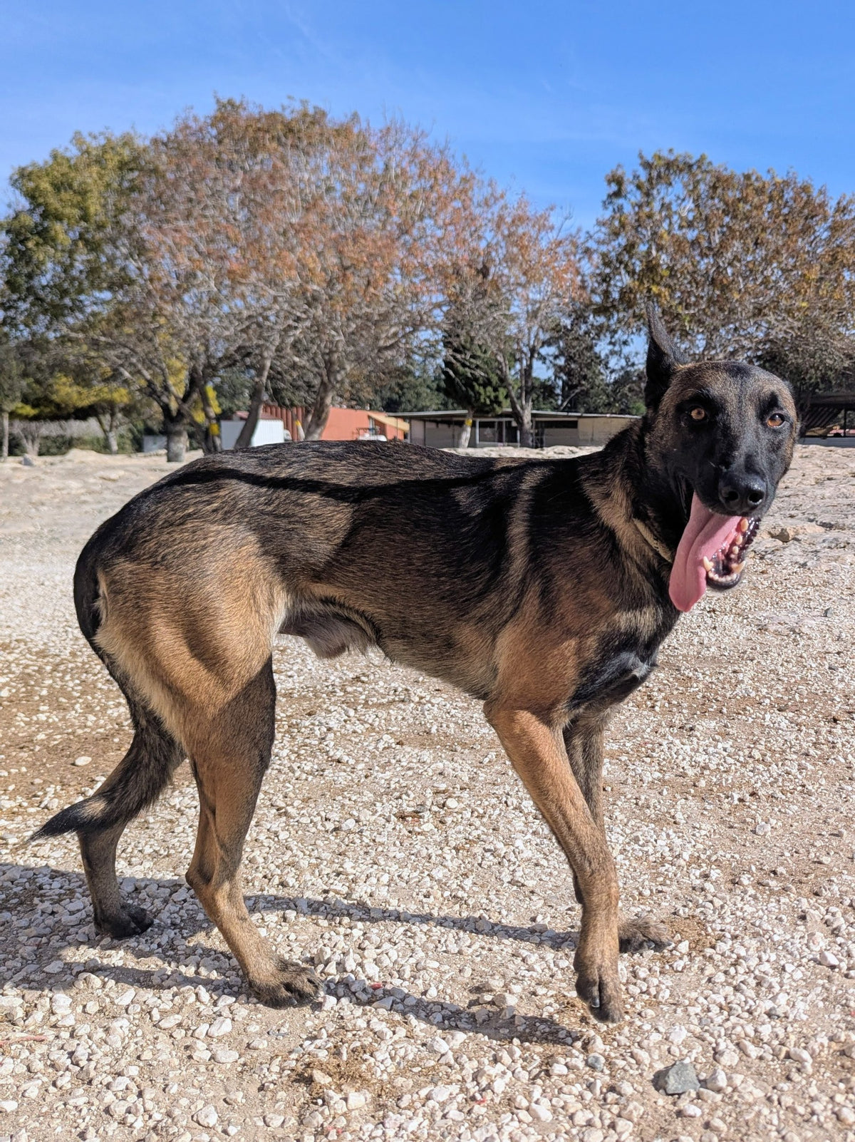Sultan