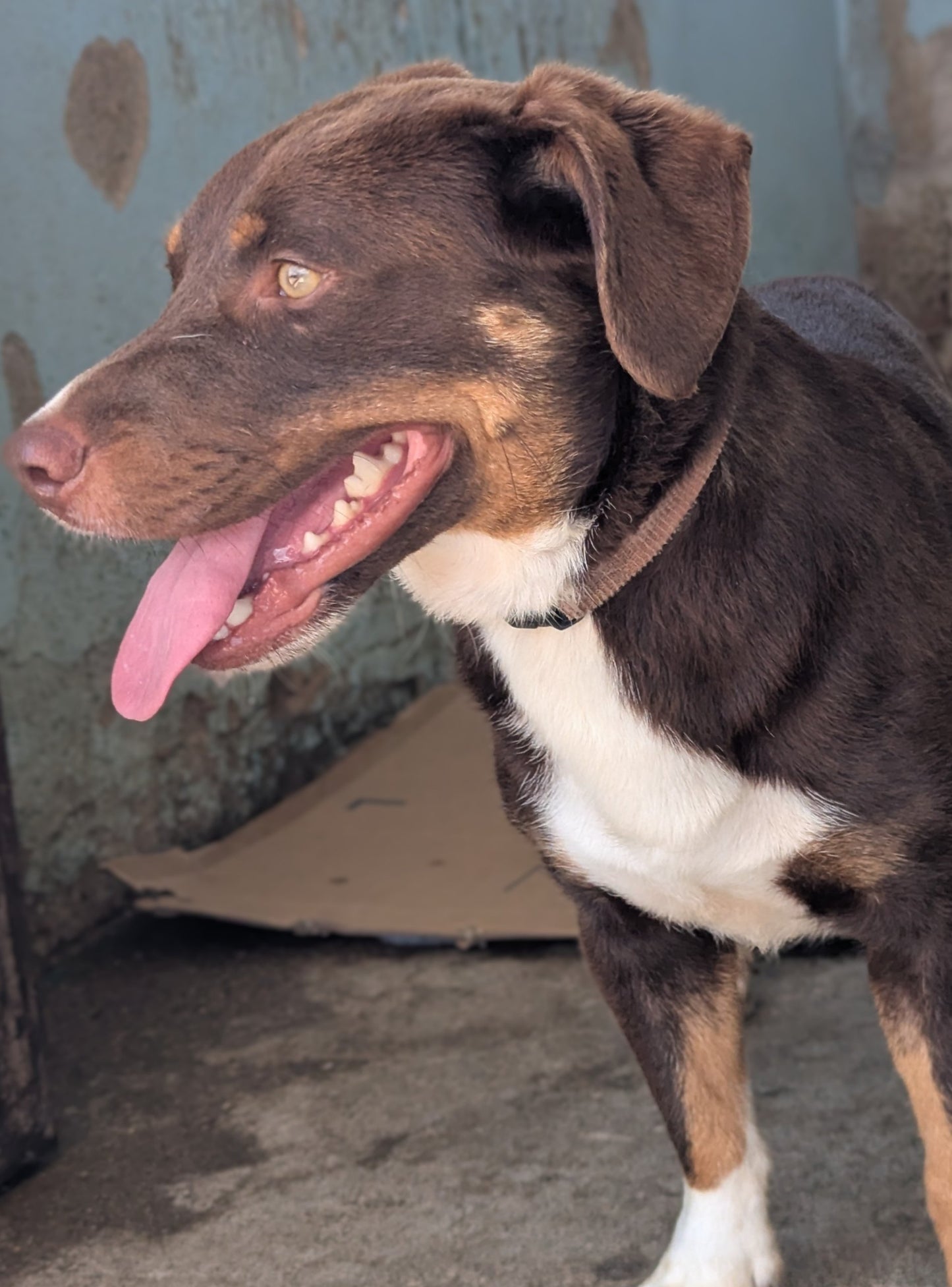 Kofi (Beeno)