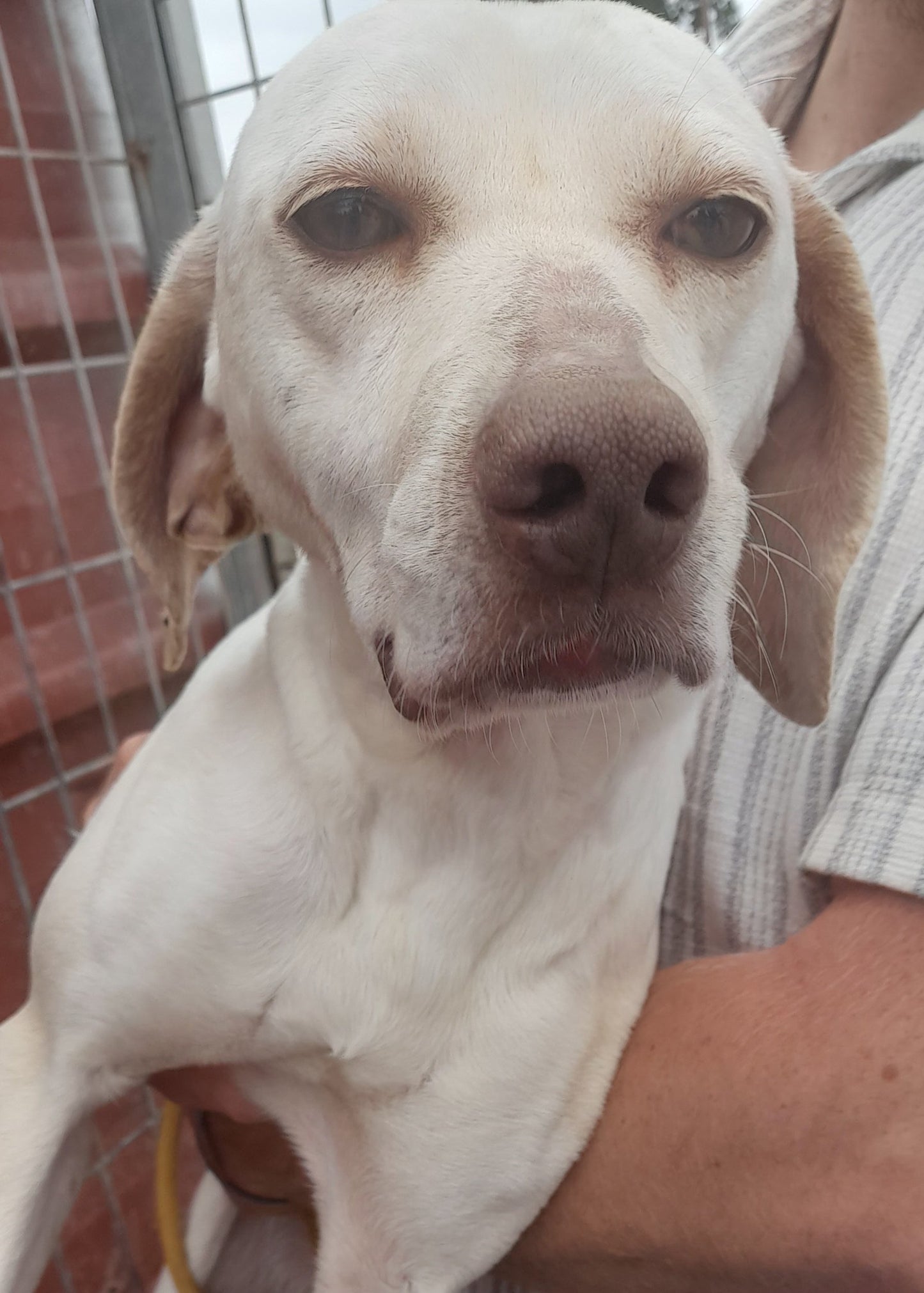 Daisy