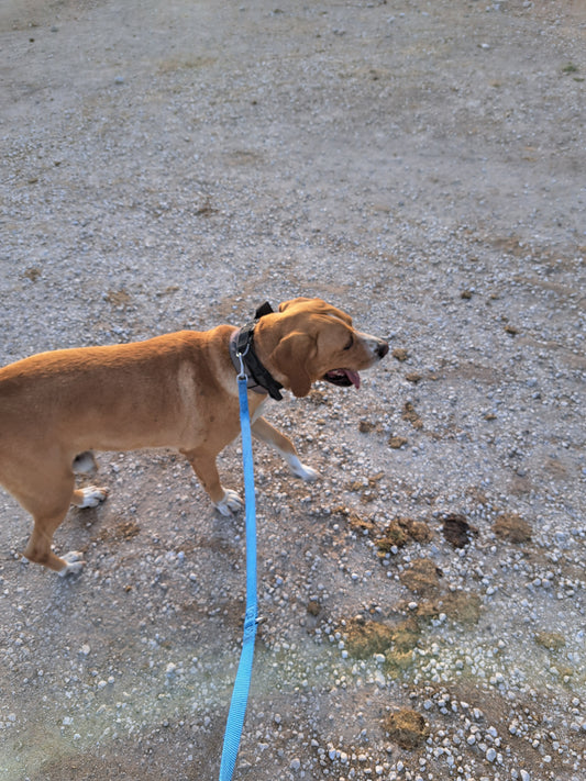 Roger (Red for Claire)