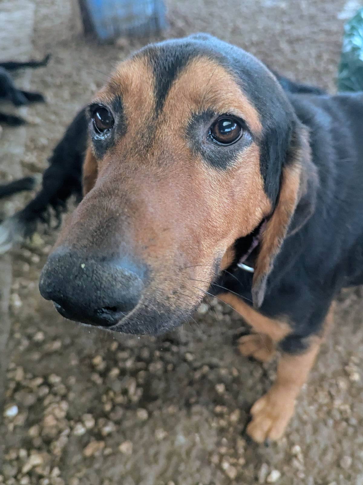Elliot