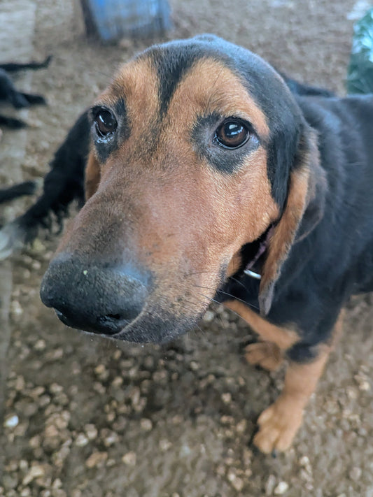 Elliot