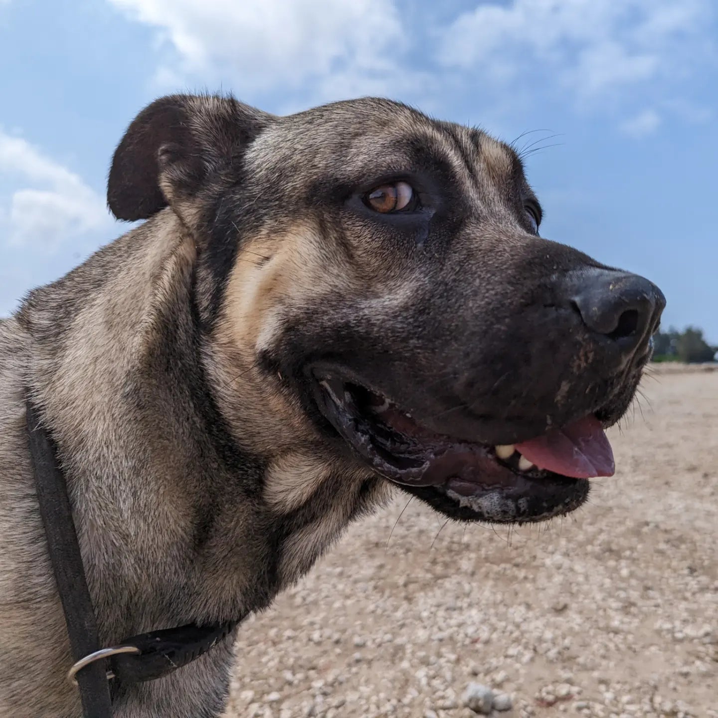 Gray (Tyson for Claire)