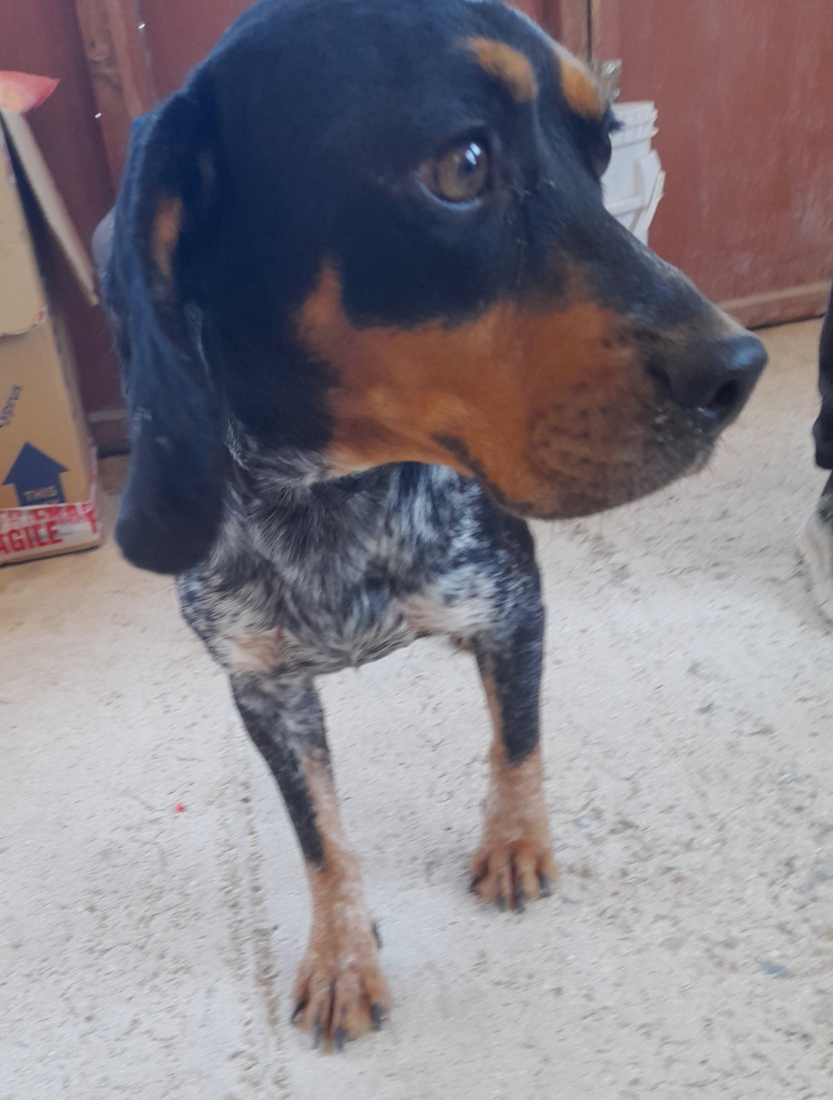 Cecilia (Carmel)