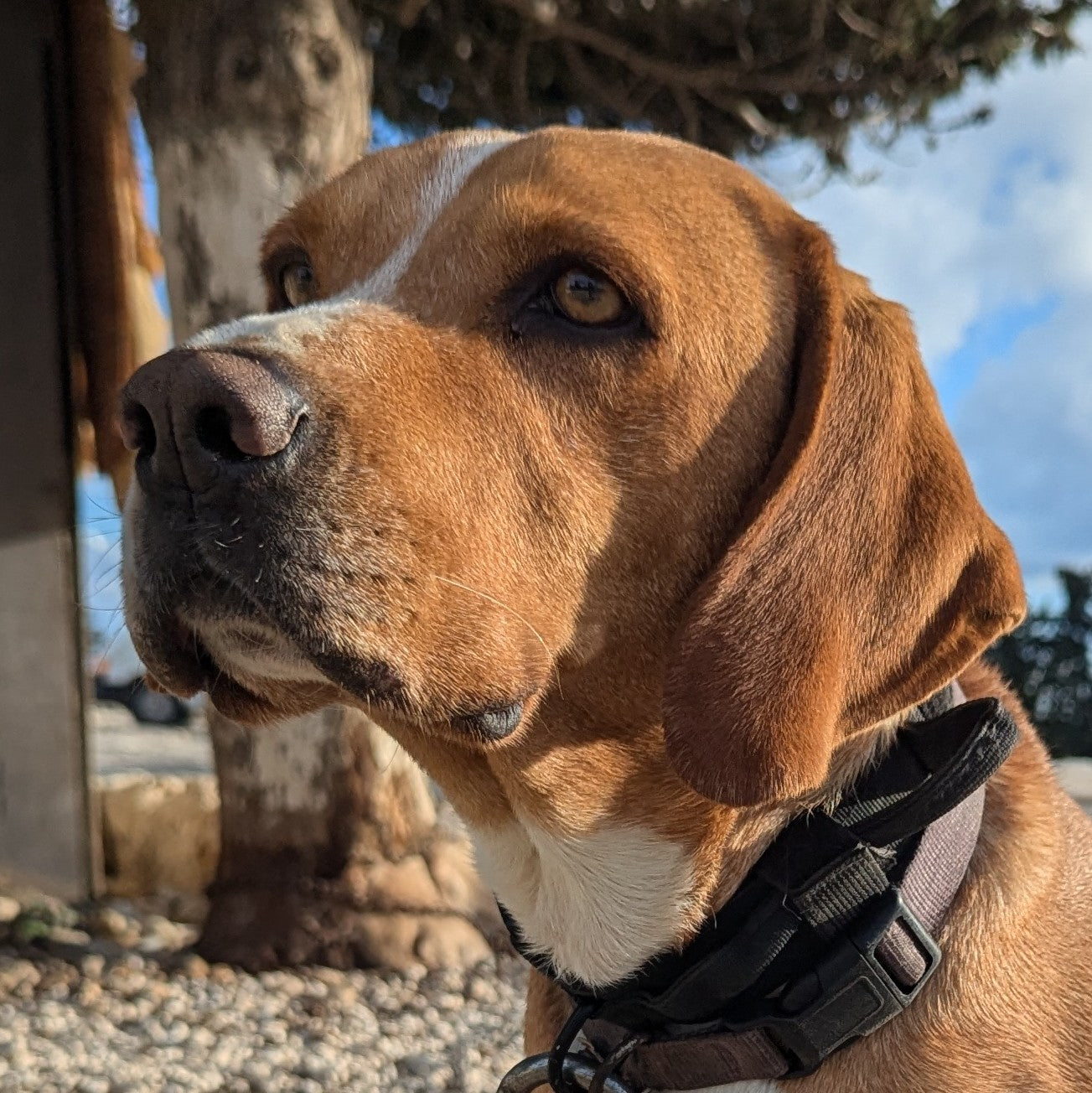 Roger (Red for Claire)